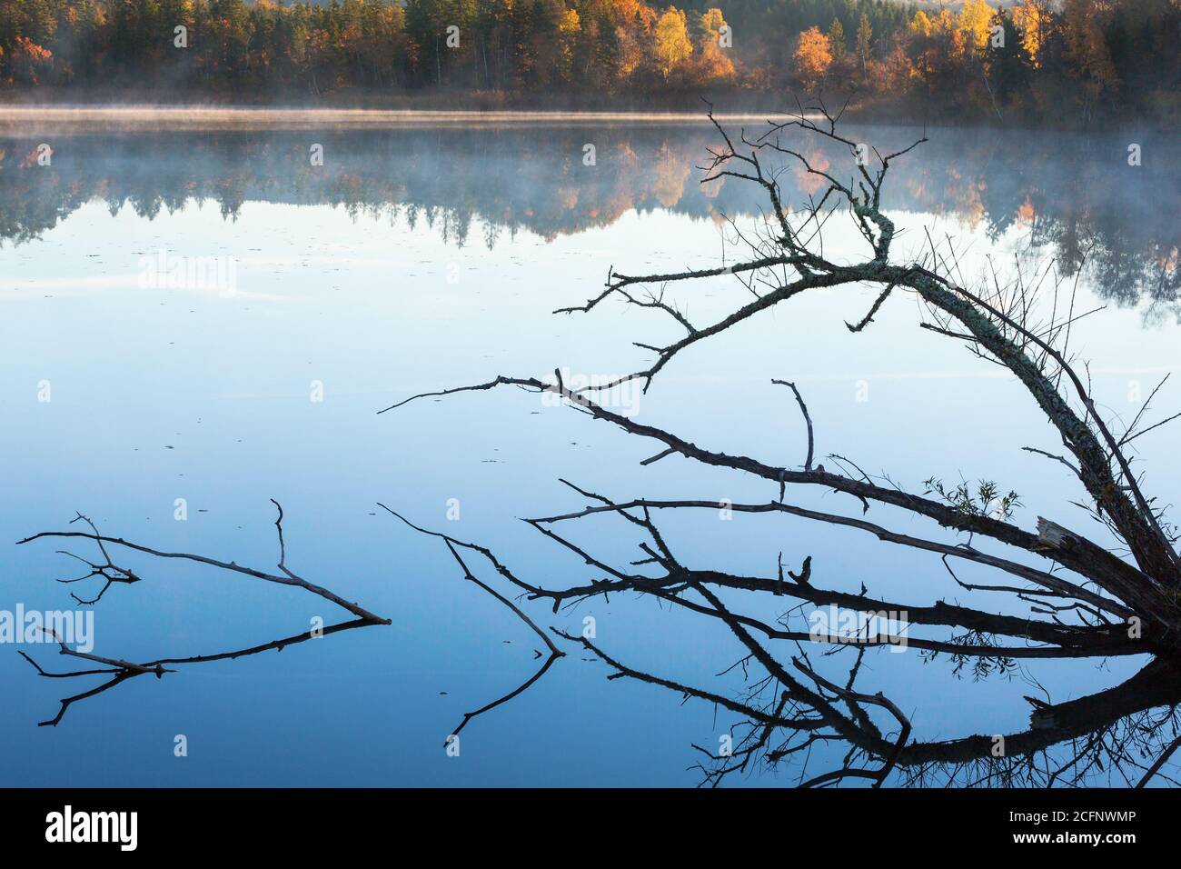 Tree branches in silhouette lying in the water with fog on the lake Stock Photo