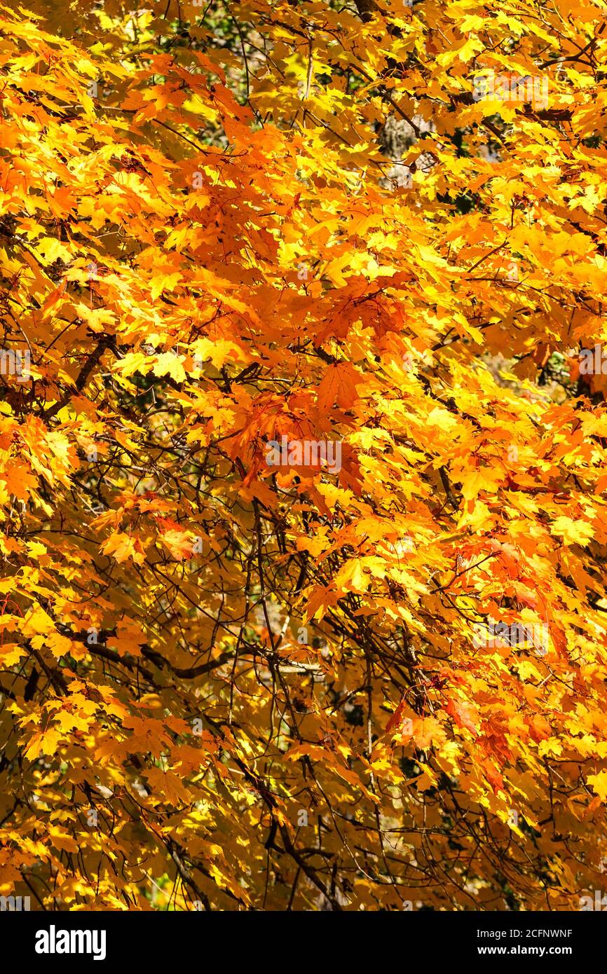Autumn colored maple leaves on a tree Stock Photo
