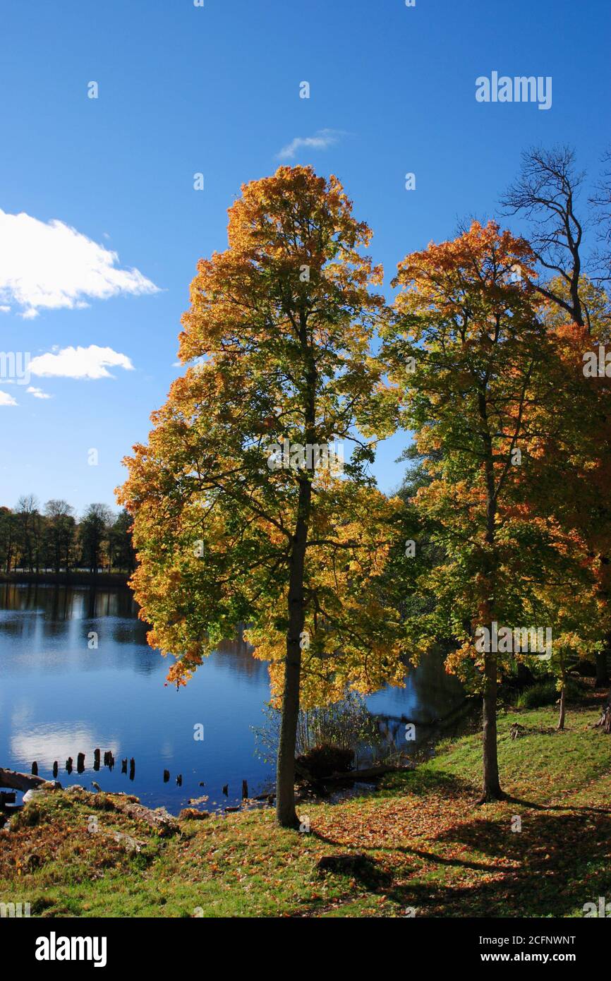 colorful autumn landscape at the lake. Stock Photo