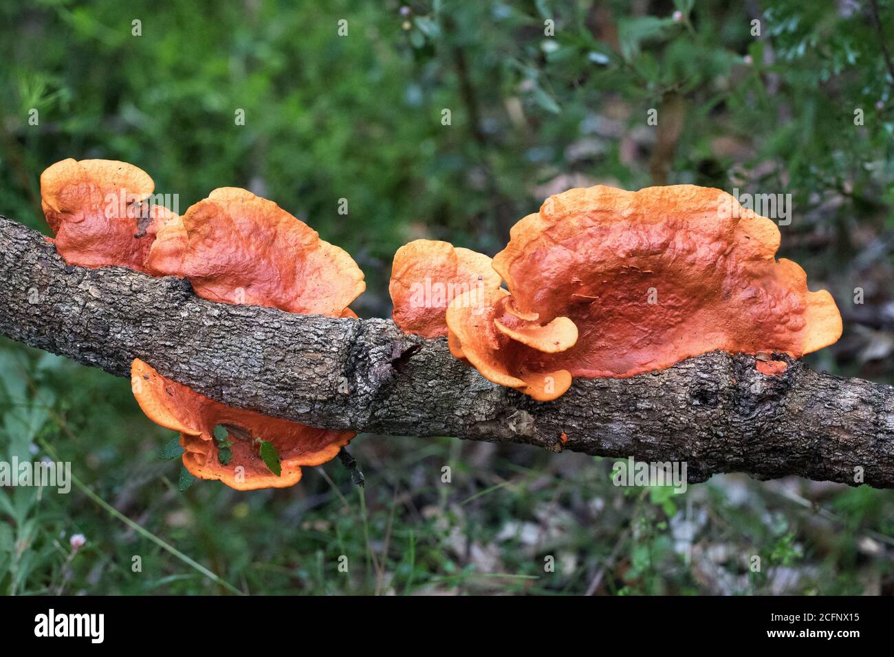 Scarlet Bracket Fungi growing on rotting log Stock Photo