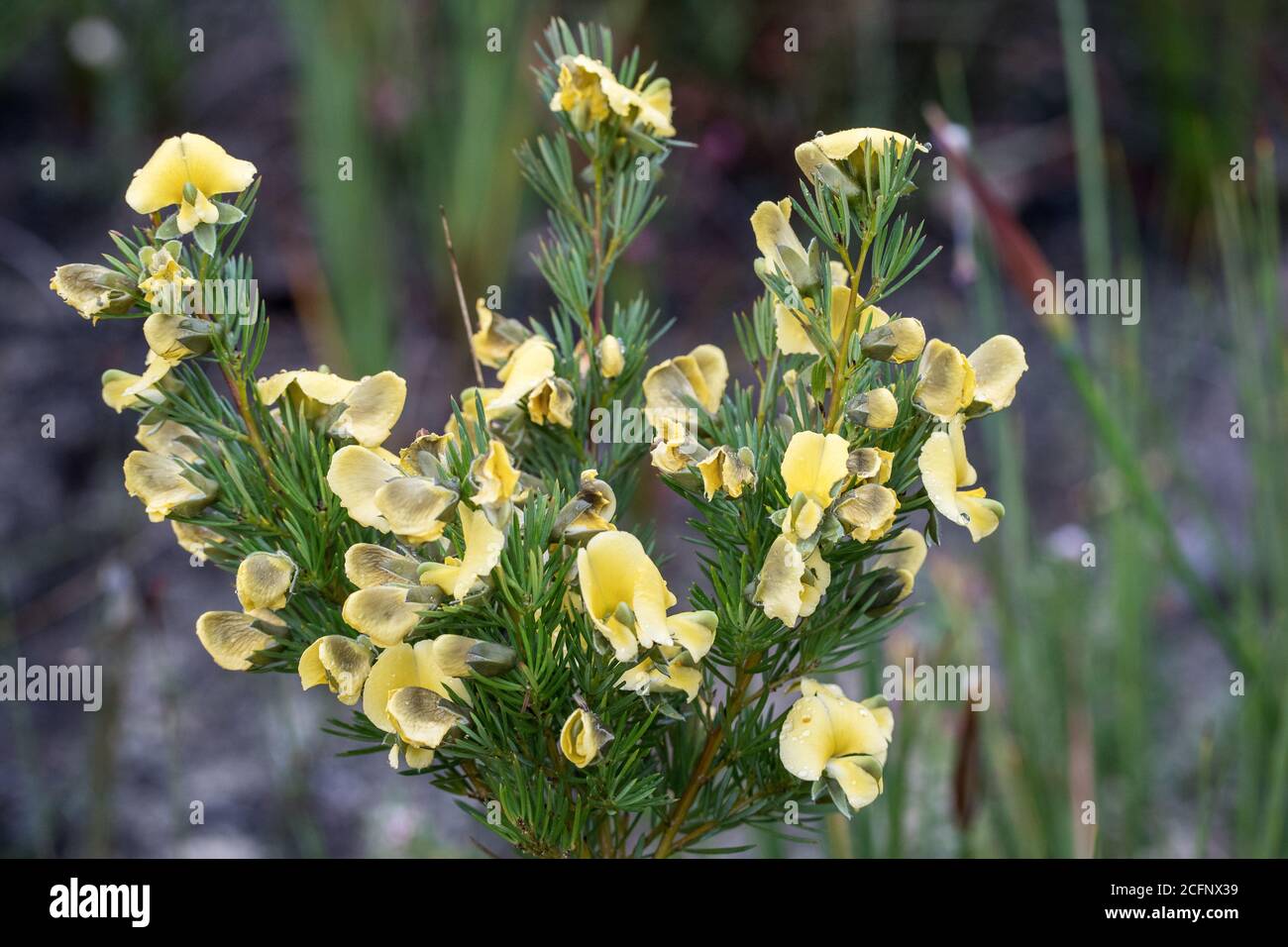 Large Wedge Pea plant in flower Stock Photo