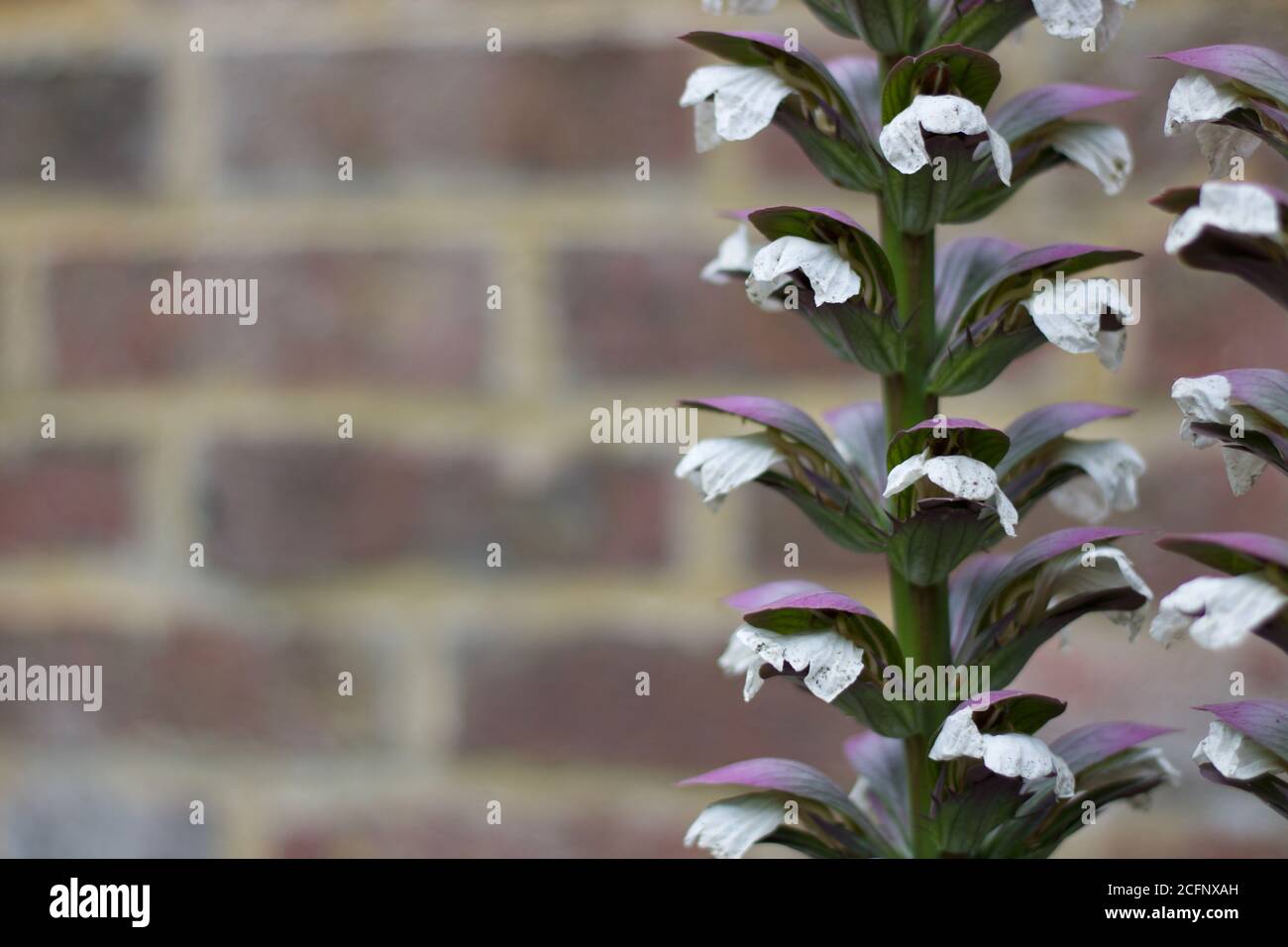 Background of softly blurred brick wall with acanthus to the side Stock Photo