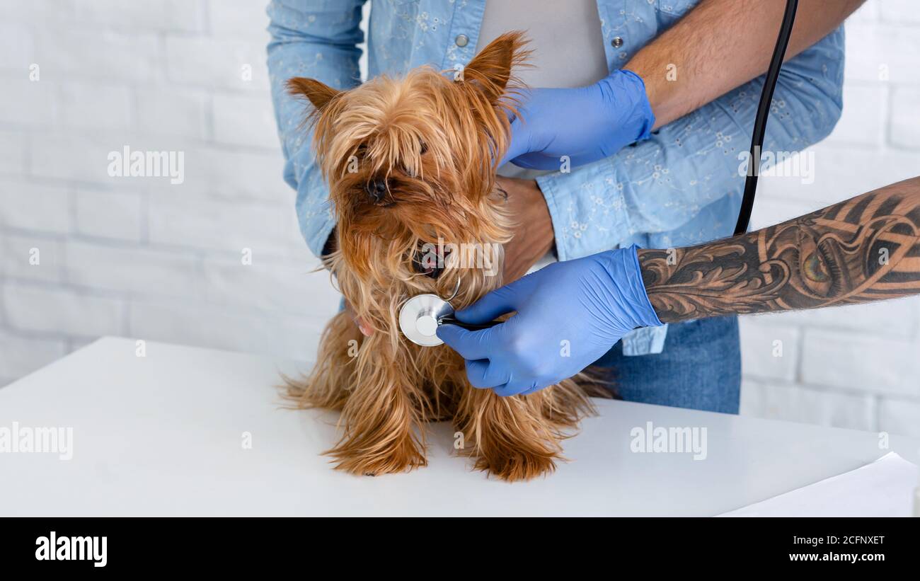 Professional veterinary doctor checking dog's breathing at animal hospital Stock Photo