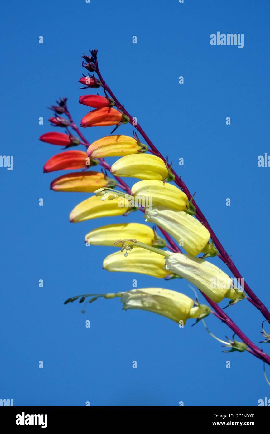 Ipomoea lobata Spanish Flag Firecracker vine flowers against blue sky Stock Photo