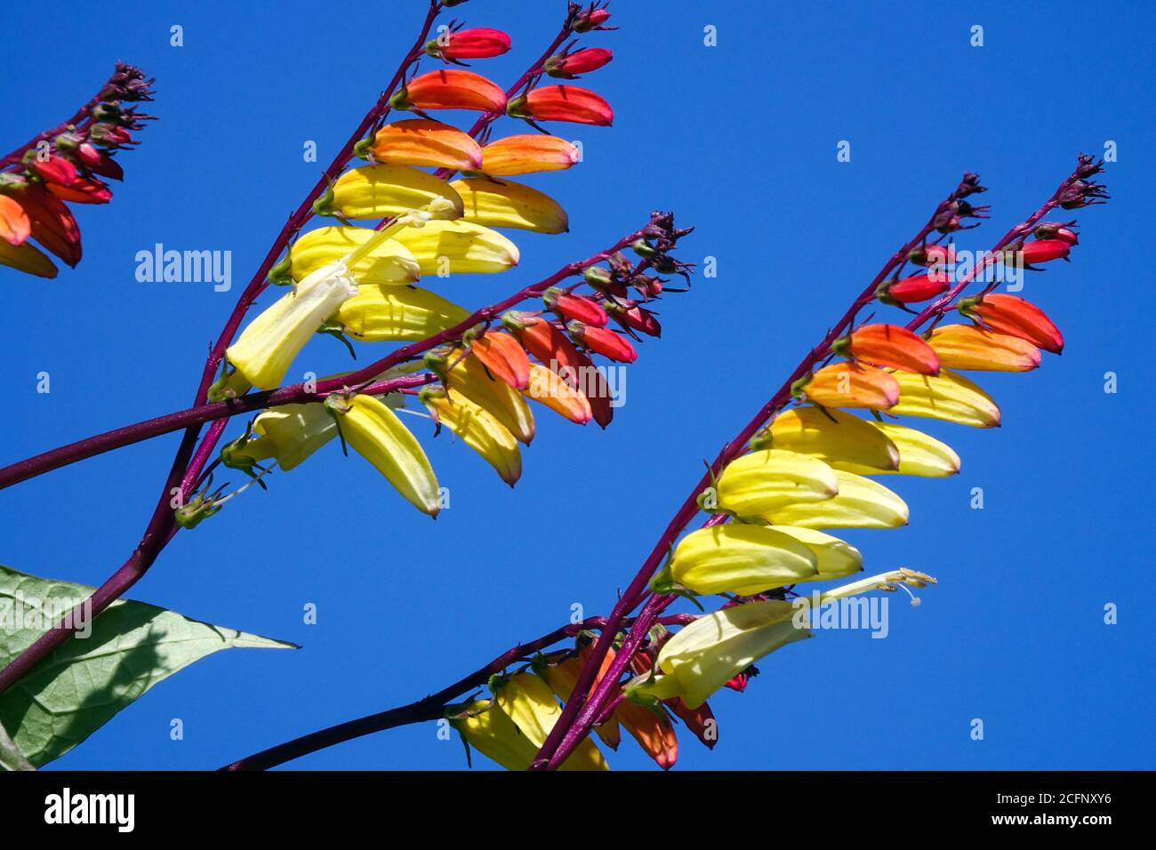 Ipomoea lobata Spanish Flag Ipomoea versicolor. Firecracker vine against blue sky Stock Photo