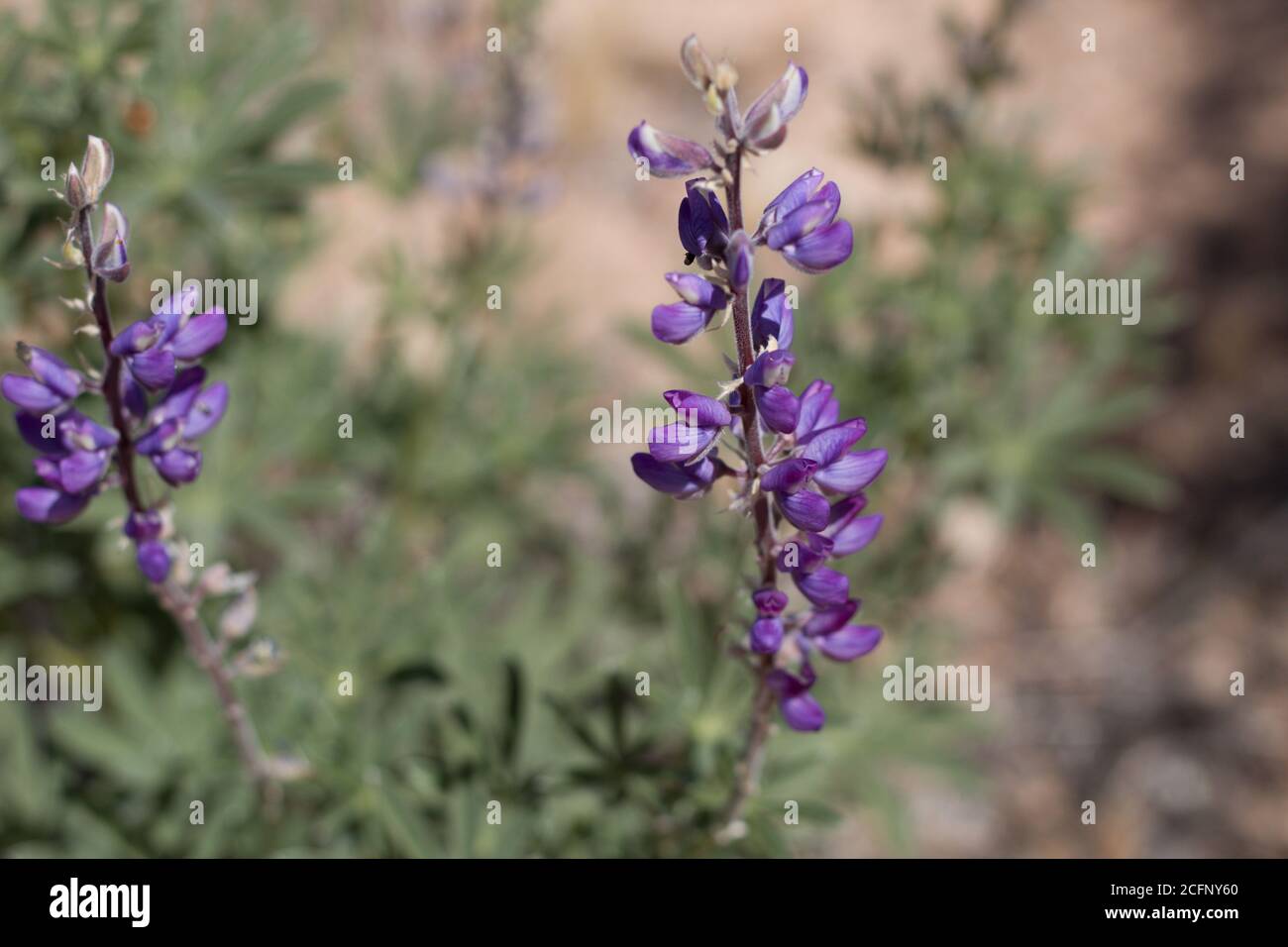 Purple raceme inflorescence, Arizona Lupine, Lupinus Arizonicus, Fabaceae, native bisexual annual, Joshua Tree National Park, Southern Mojave Desert. Stock Photo