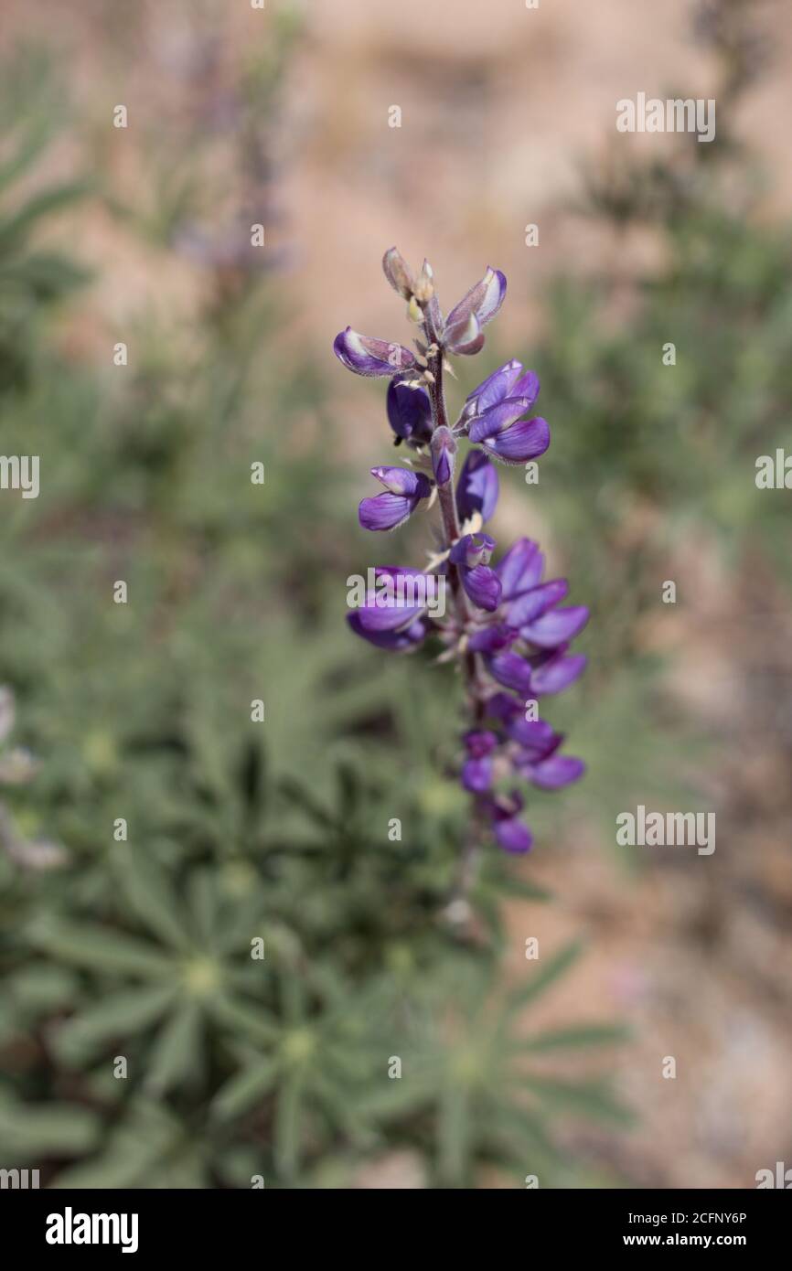 Purple raceme inflorescence, Arizona Lupine, Lupinus Arizonicus, Fabaceae, native bisexual annual, Joshua Tree National Park, Southern Mojave Desert. Stock Photo
