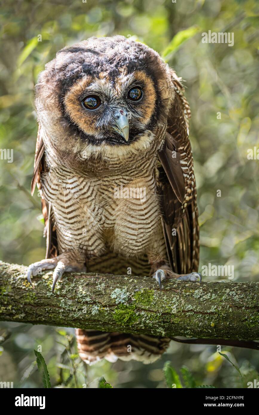 A full length portrait of an Asian brown wood owl Strix leptogrammica. It is perched on a branch with its eyes wide open Stock Photo