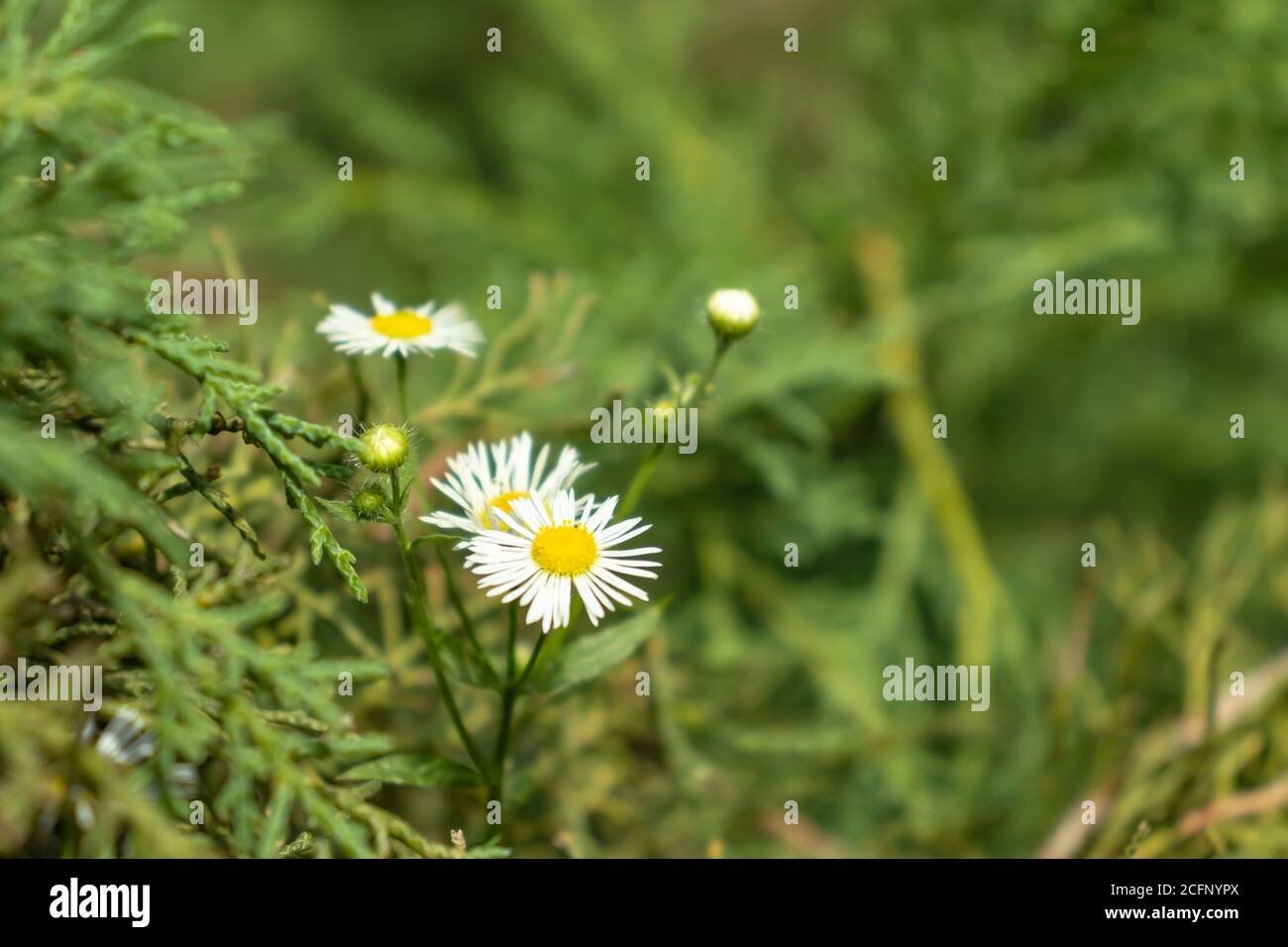 Camomile flower white in the garden. Beatiful and bright camomile blossom. Stock Photo