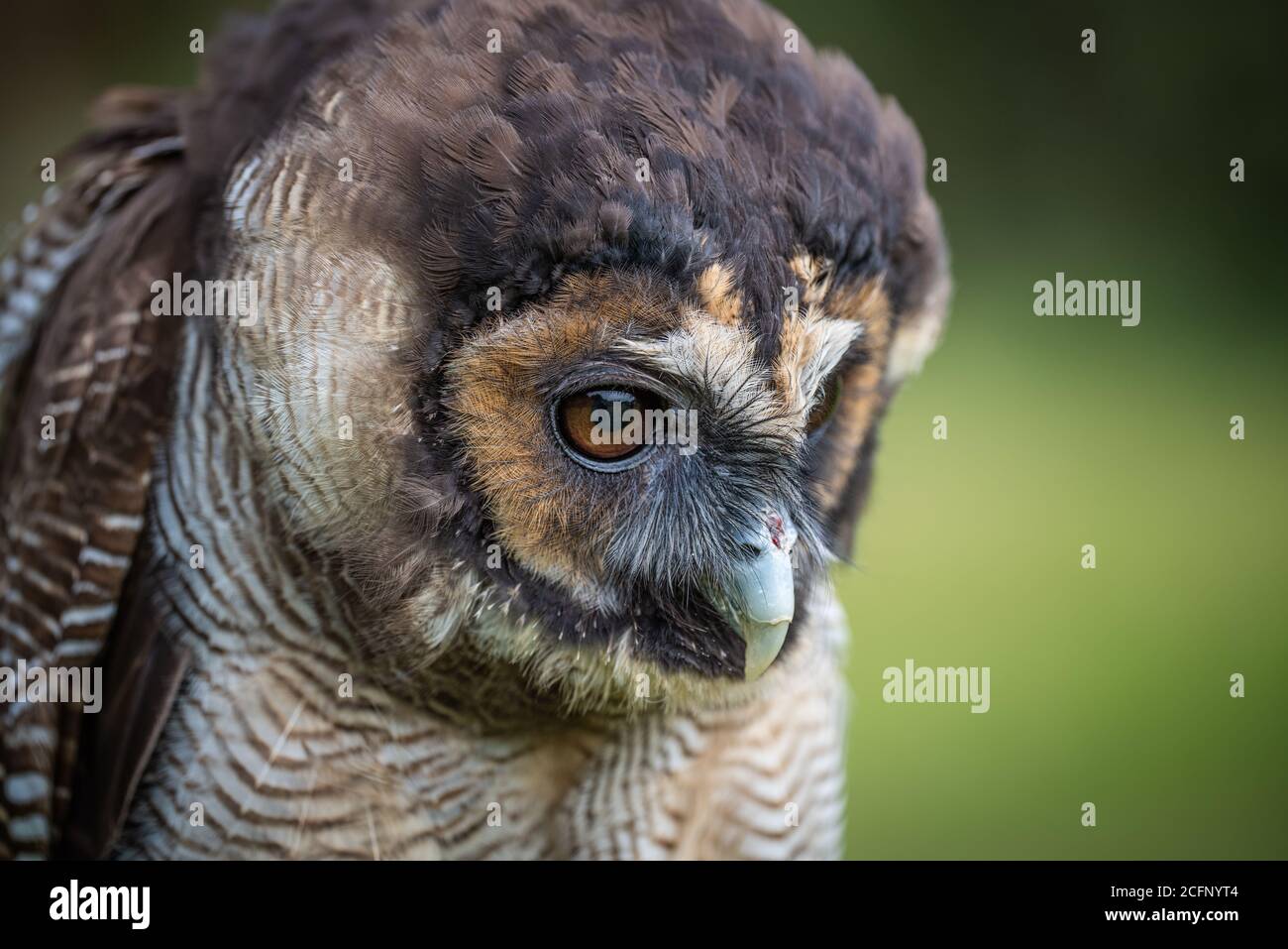 A close up head image of an Asian brown wood owl Strix leptogrammica. It is looking down with eyes wide open Stock Photo
