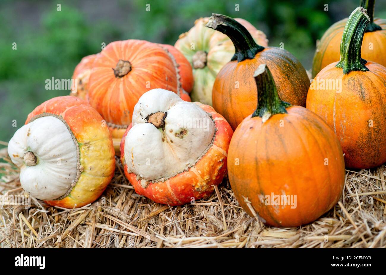 Sandkrug, Germany. 07th Sep, 2020. Colourful pumpkins are offered for sale on a field in the district of Oldenburg. Credit: Hauke-Christian Dittrich/dpa/Alamy Live News Stock Photo