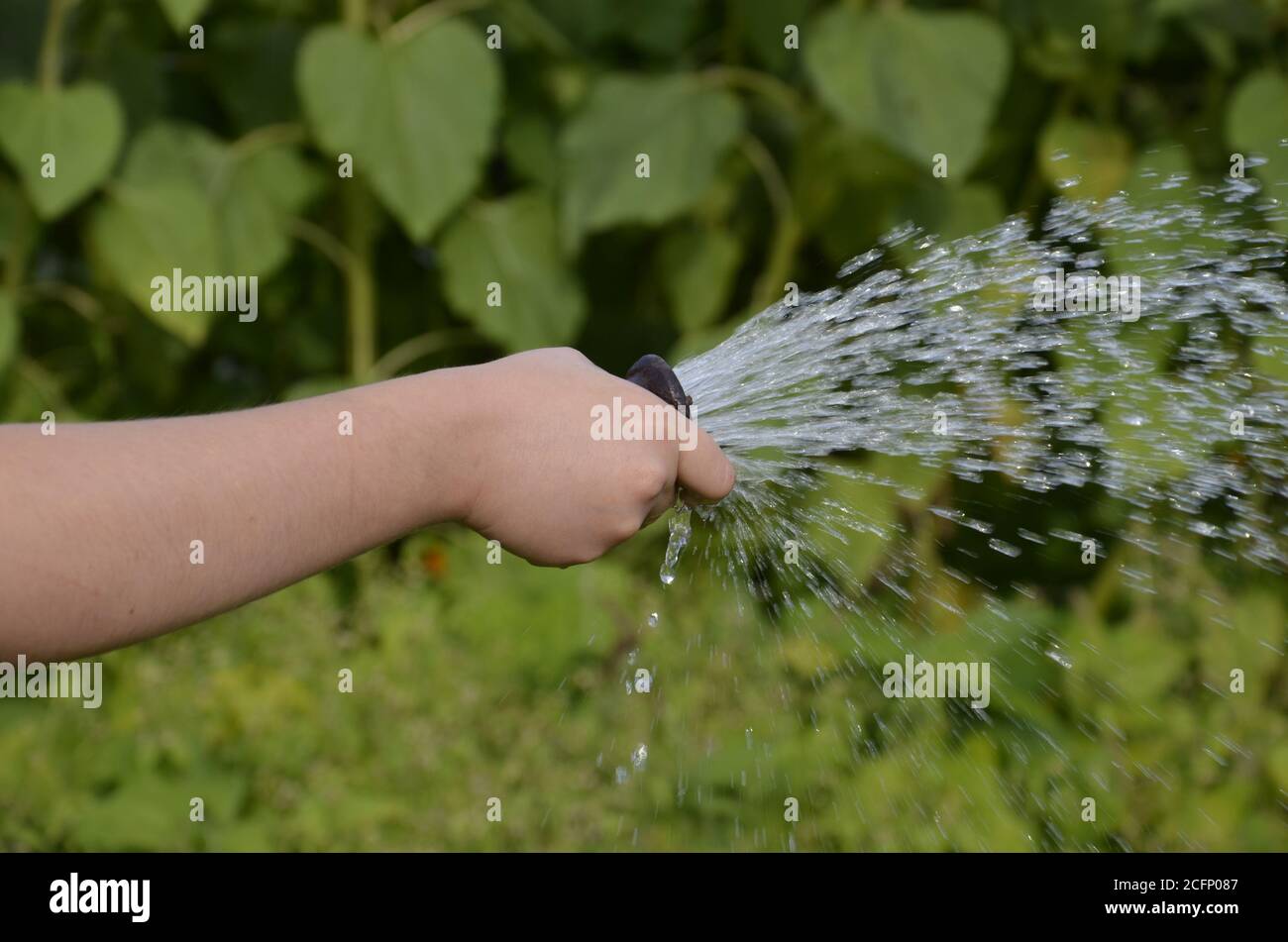 Hose plant hires stock photography and images Alamy