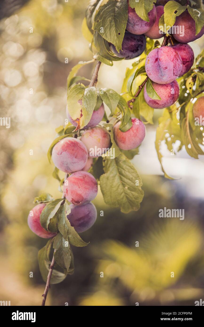Garden plum tree. A branch of a garden plum tree with abundance of hanging ripening plums. Spain. Stock Photo