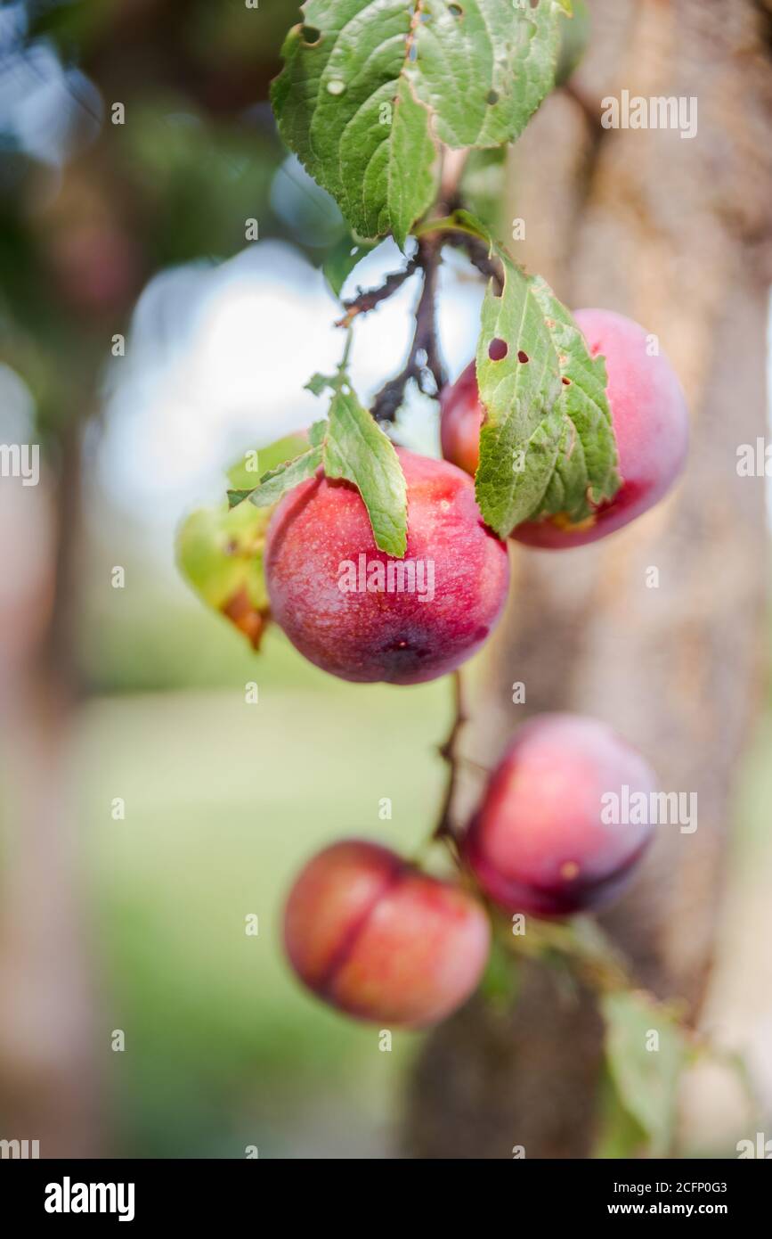 Garden plum tree. A branch of a garden plum tree with abundance of hanging ripening plums. Spain. Stock Photo
