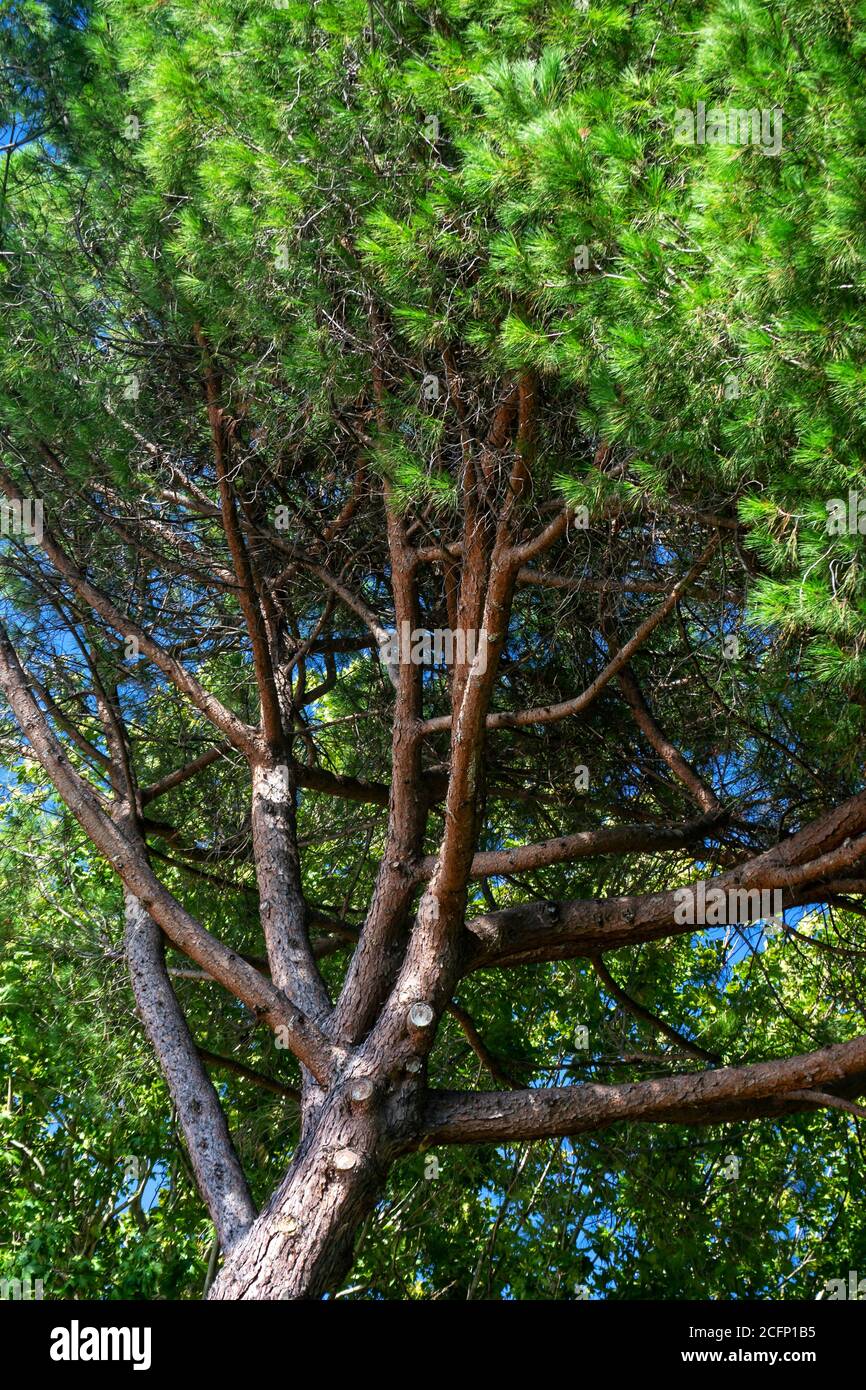 pine tree branches in the forest Stock Photo - Alamy