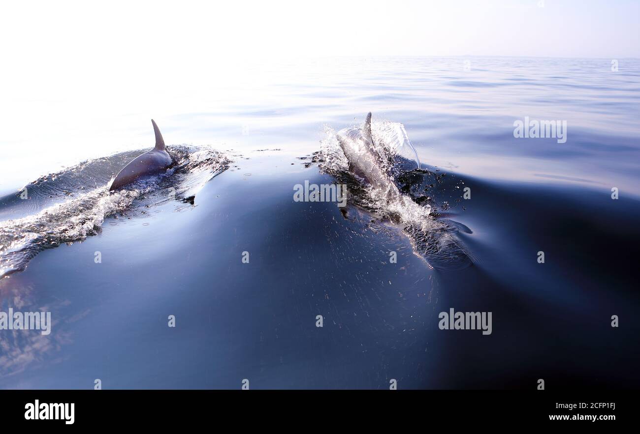 Common dolphins gliding through the calm Atlantic Ocean Stock Photo