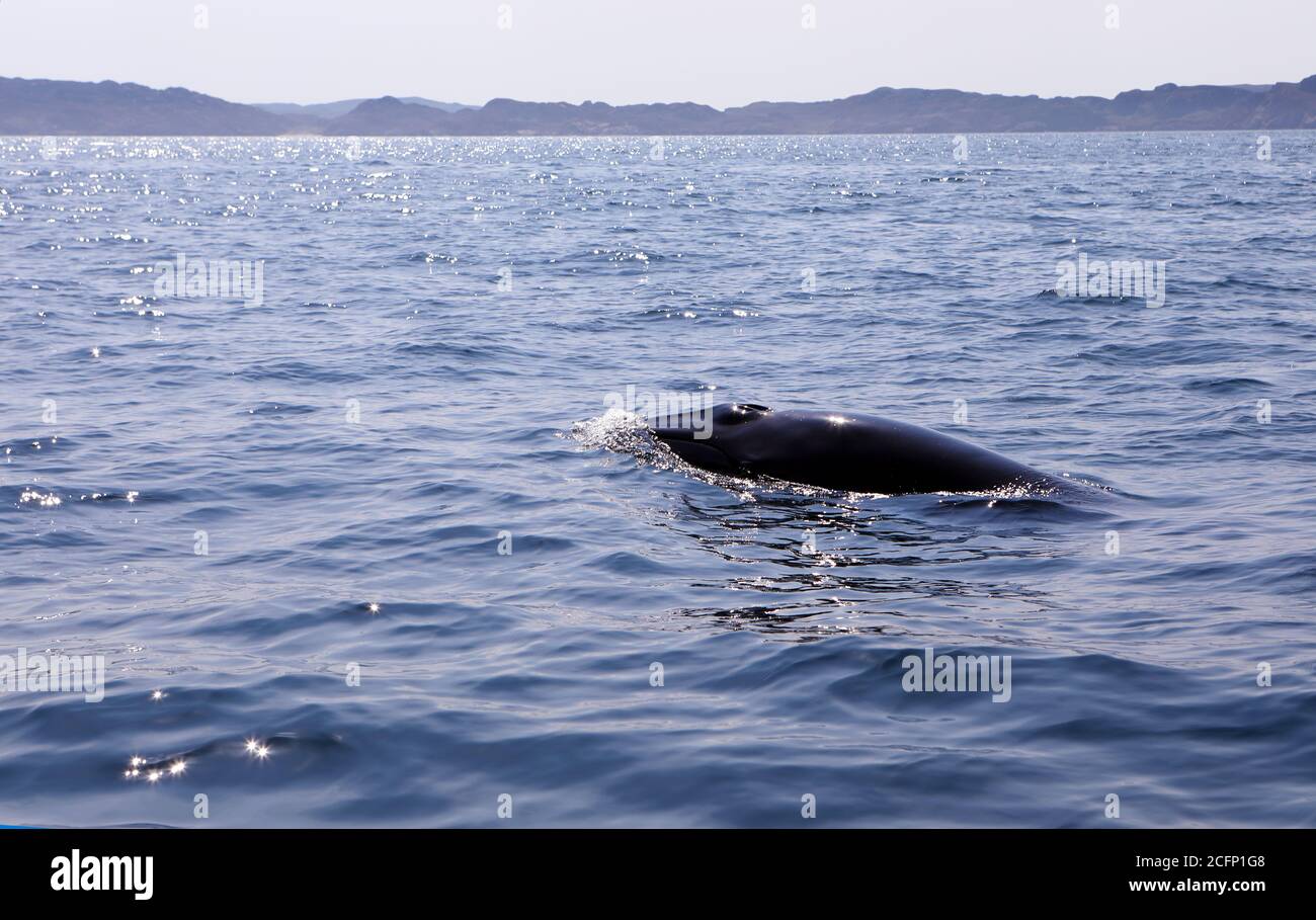Minke Whale surfacing in the Atlantic Ocean off of the Isle of Mull in the Inner Hebrides of Scotland Stock Photo
