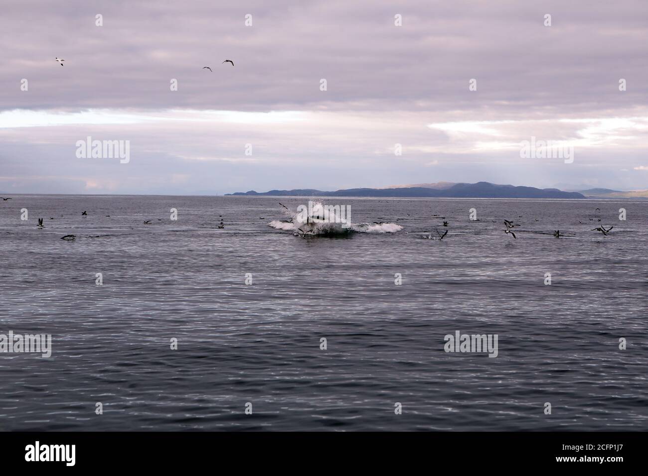 Minke Whale scattering Manx Shearwaters whilst surfacing and feeding in the Atlantic Ocean off of the Isle of Coll in the Inner Hebrides of Scotland Stock Photo