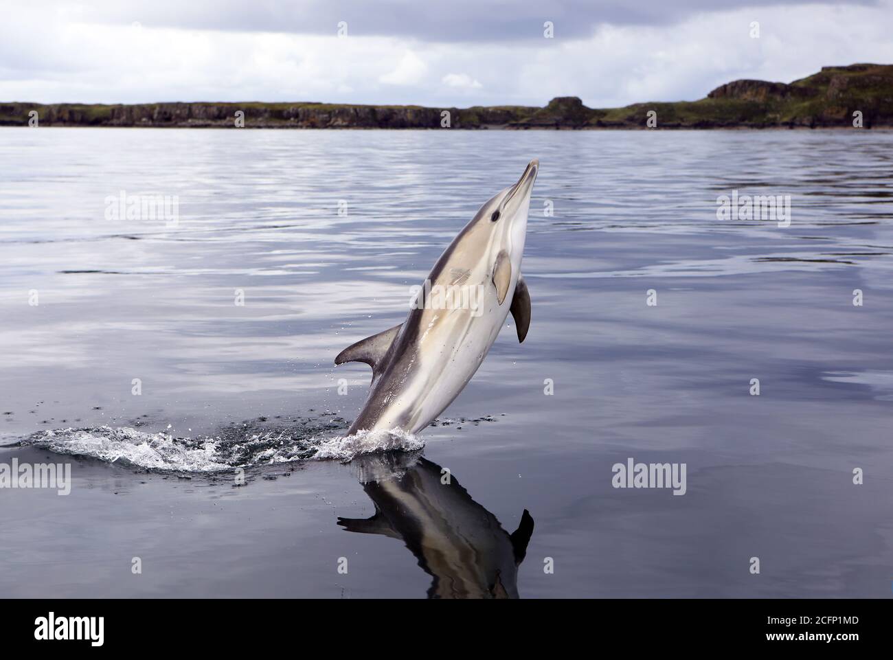 Common dolphin breaching off the coast of the Isle of Coll in the Inner Hebrides of Scotland Stock Photo
