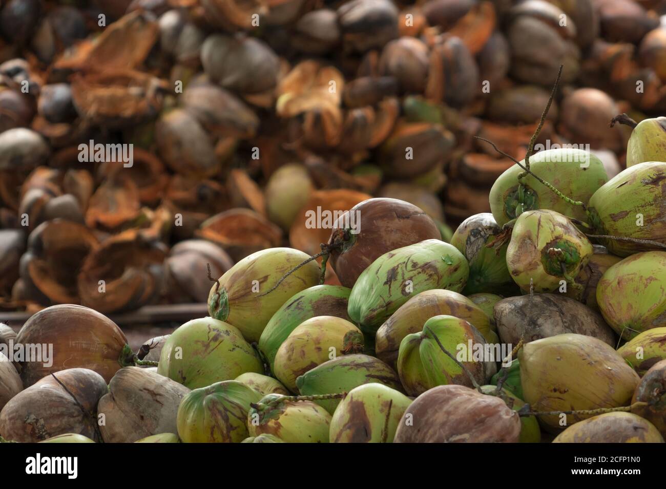 Pile of ripe coconuts from the harvest of the coconut plantation in
