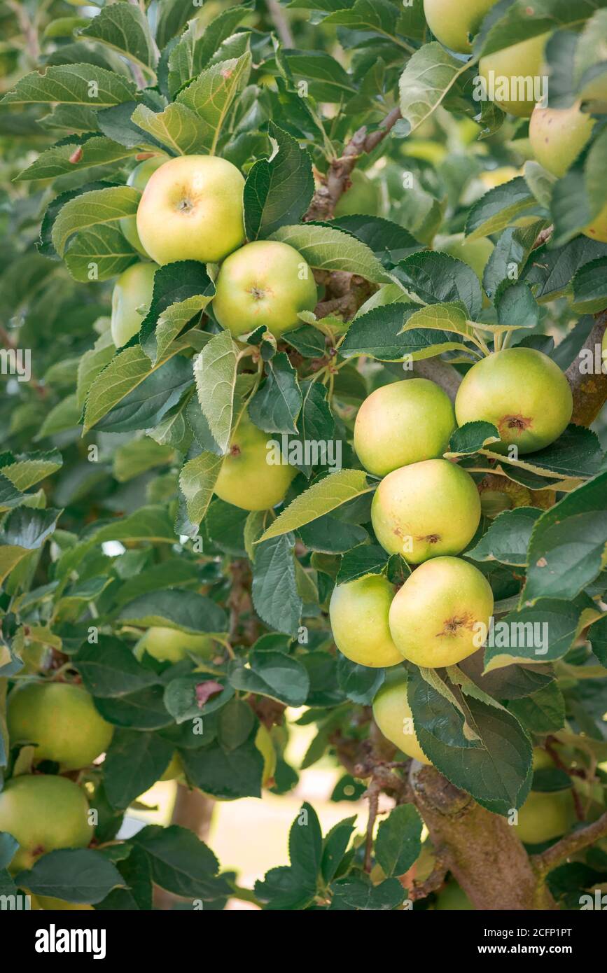Apple tree. Reinette apple tree with abundance of ripening apples. Spain. Stock Photo