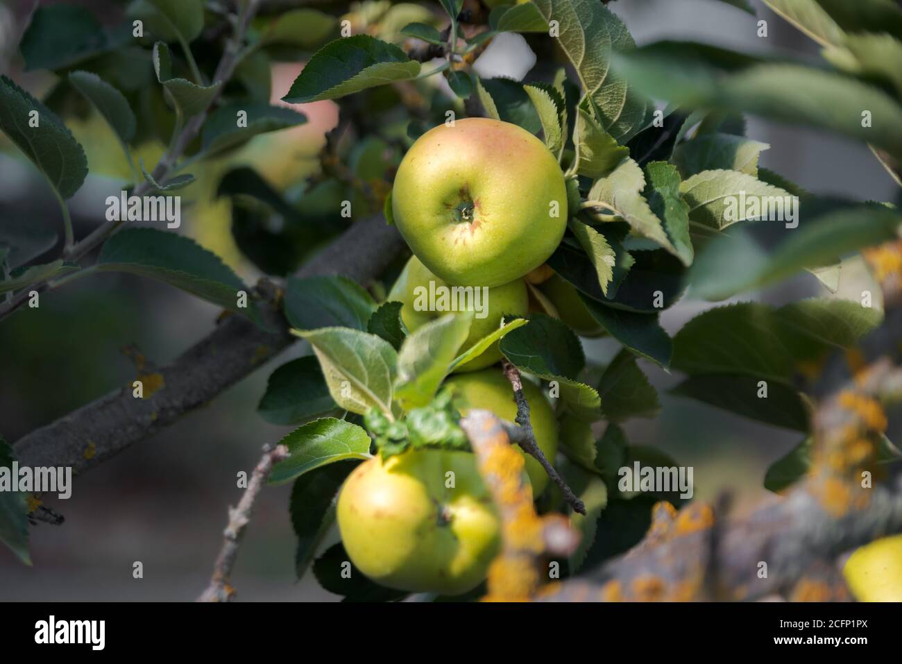 Apple tree. Reinette apple tree with abundance of ripening apples. Spain. Stock Photo