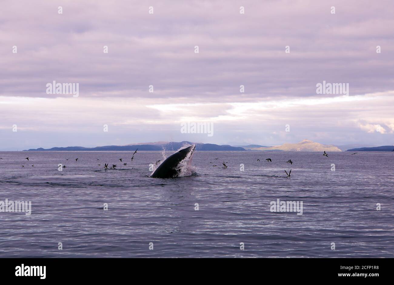 Minke Whale scattering Manx Shearwaters whilst surfacing and feeding in the Atlantic Ocean off of the Isle of Coll in the Inner Hebrides of Scotland Stock Photo