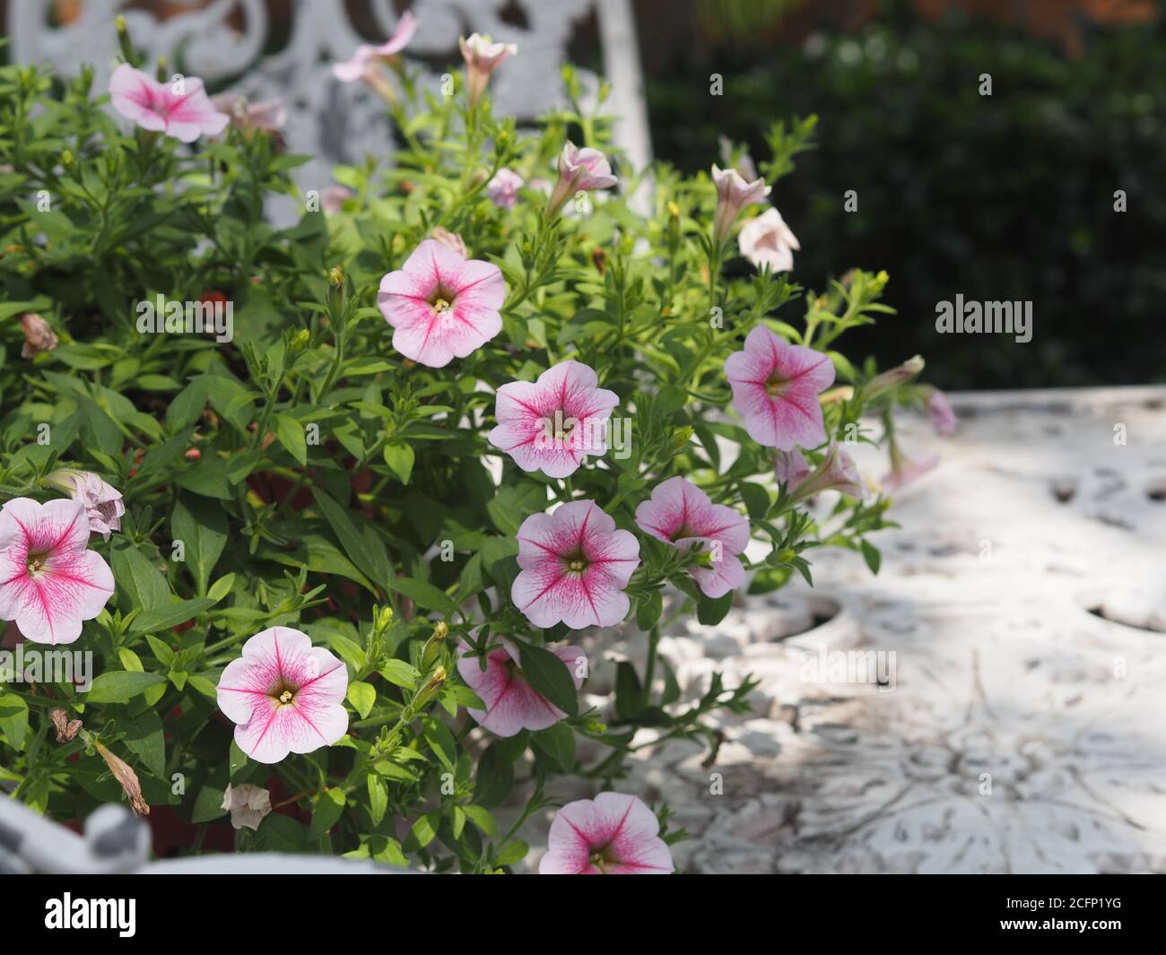 Purple wave petunias hi-res stock photography and images - Alamy