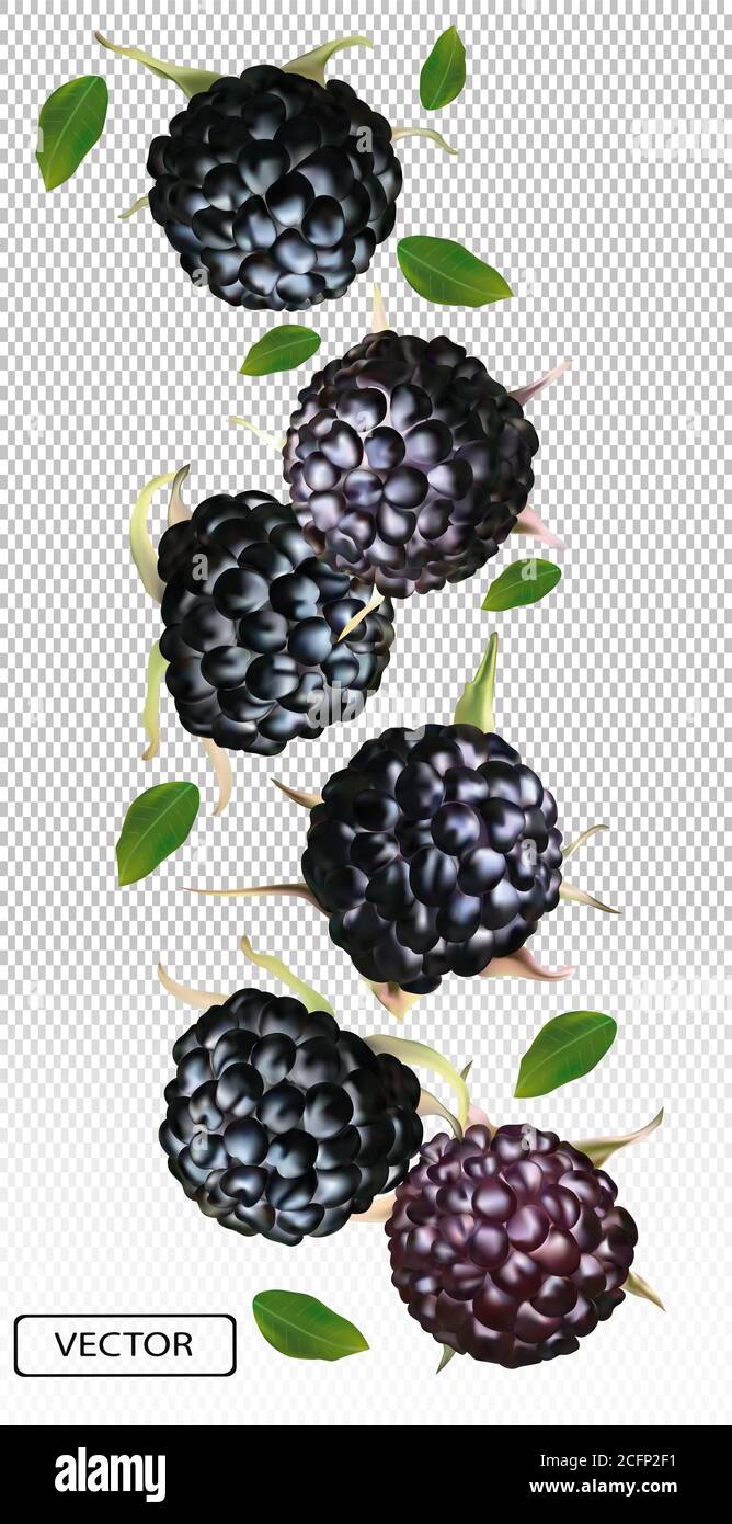 Black Raspberry And Blackberry Difference