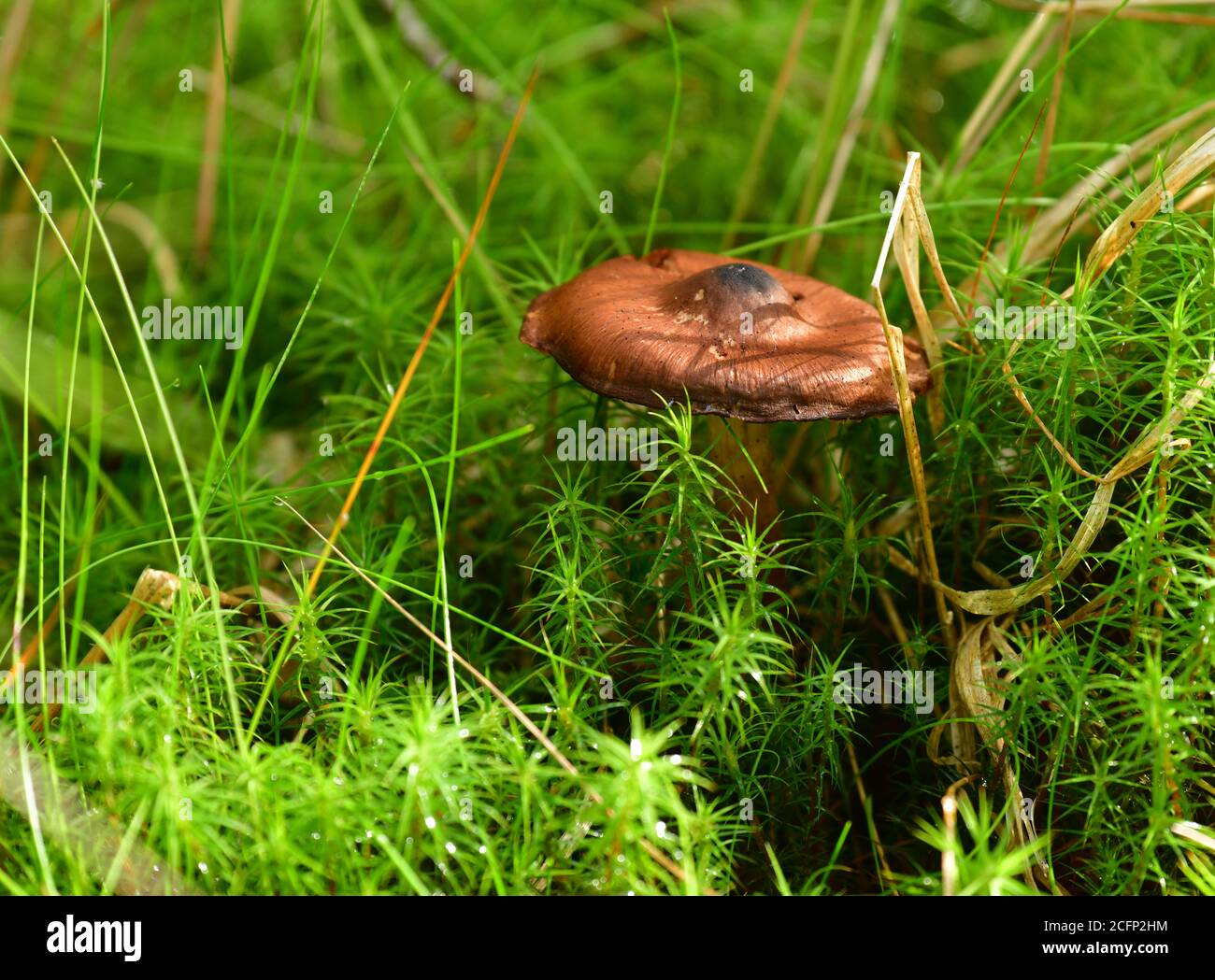 Greville's bolete (Suillus grevillei) in the forest. Grevilles Bolete,Czech Republic, Europe Stock Photo