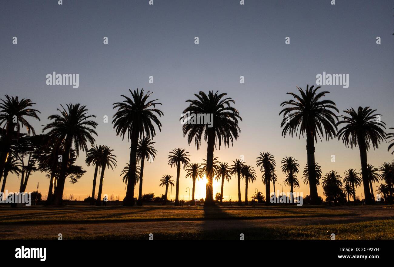 Melbourne Australia. Scenes of daily life in Melbourne Australia. Sunset through the palm trees in St Kilda. Stock Photo