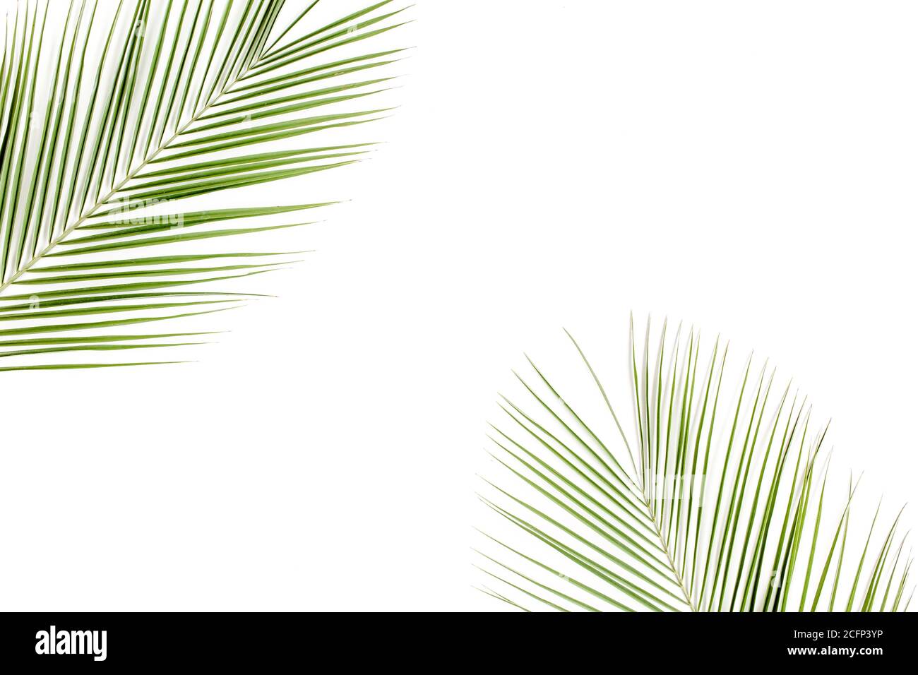 Tropical green palm leaf on white background. flat lay, top view Stock ...