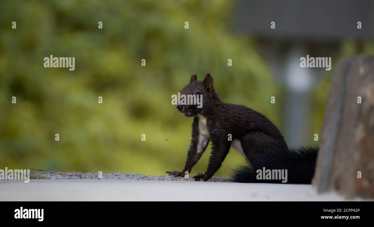 Black squirrel from rural park in Namyangju, South Korea Stock Photo