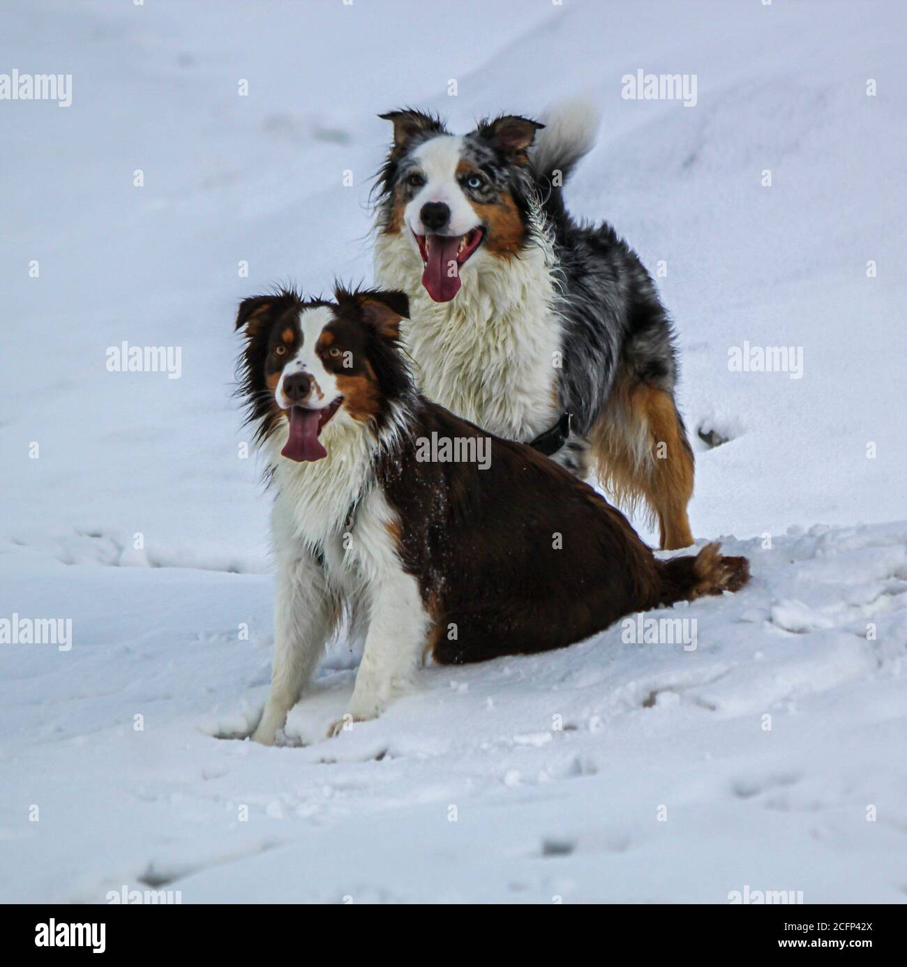 Couple of australian shepherd dogs Stock Photo