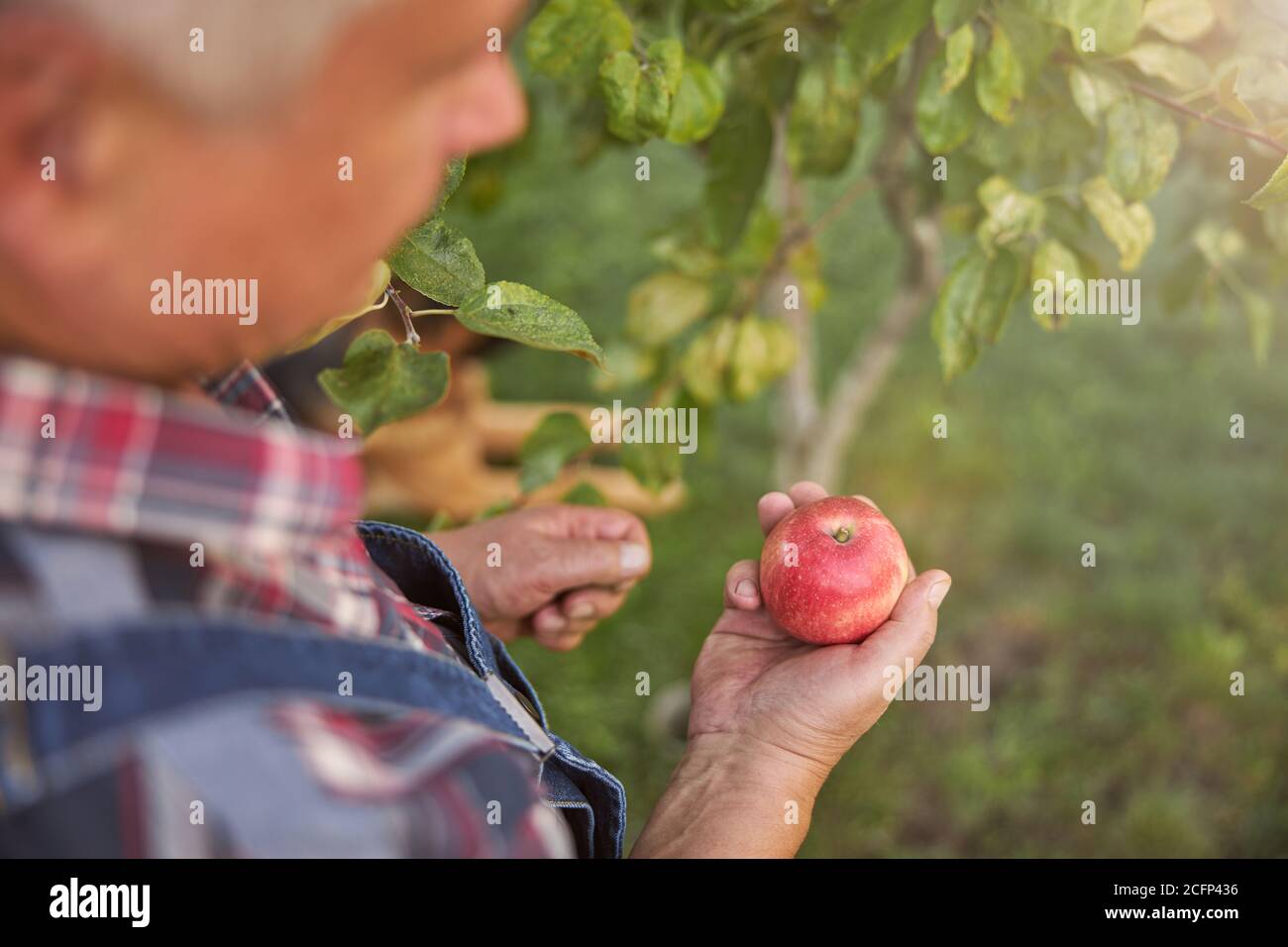 Senior man picking red apples in his orchard Stock Photo - Alamy