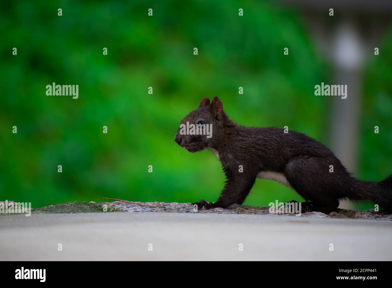 Black squirrel from rural park in Namyangju, South Korea Stock Photo