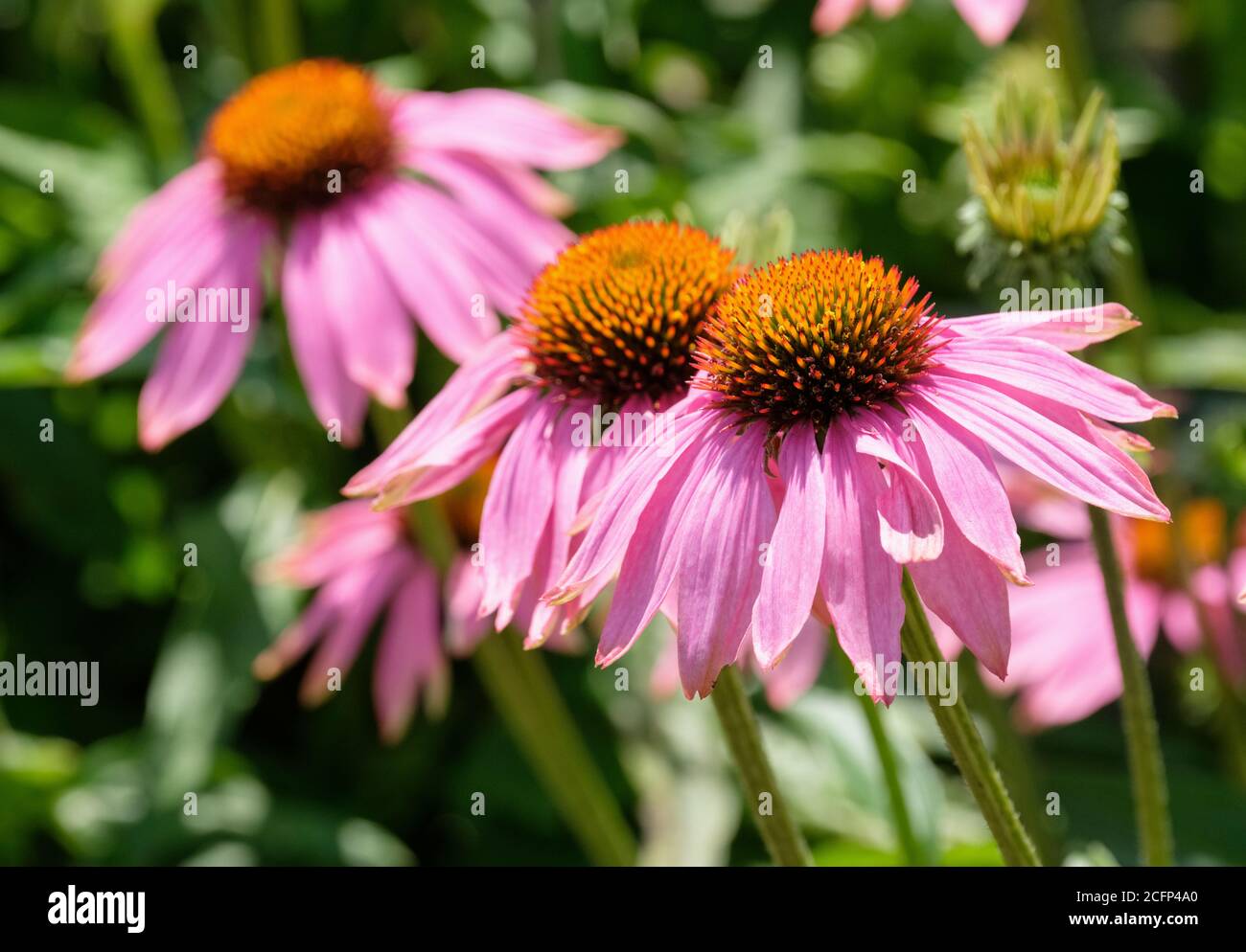 Deep pink daisy-like flowers of Echinacea purpurea 'Magnus'. Purple coneflower 'Magnus' Stock Photo