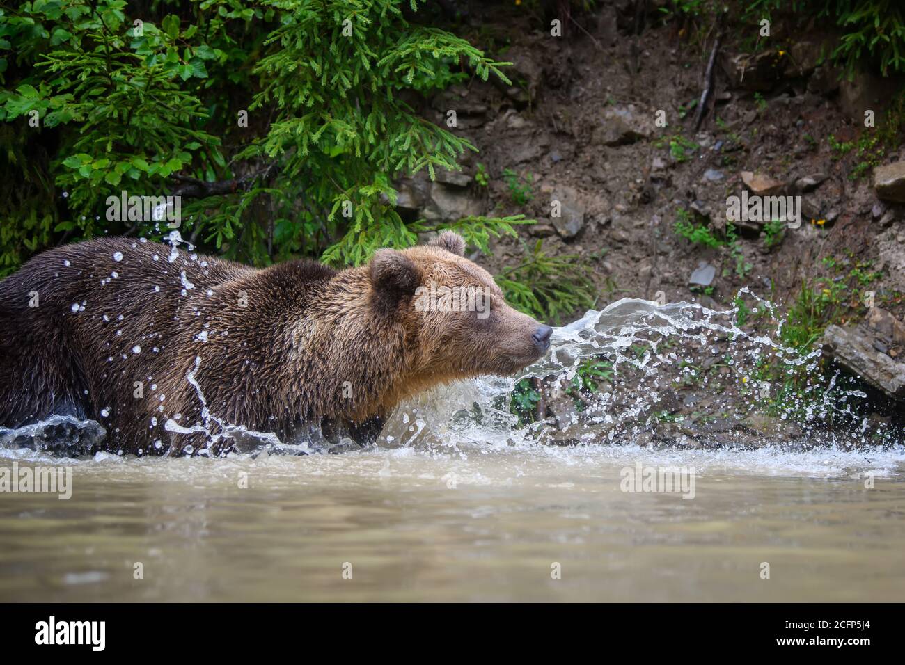 Wild adult Brown Bear (Ursus Arctos) splashing in the forest lake. Dangerous animal in nature. Wildlife scene Stock Photo