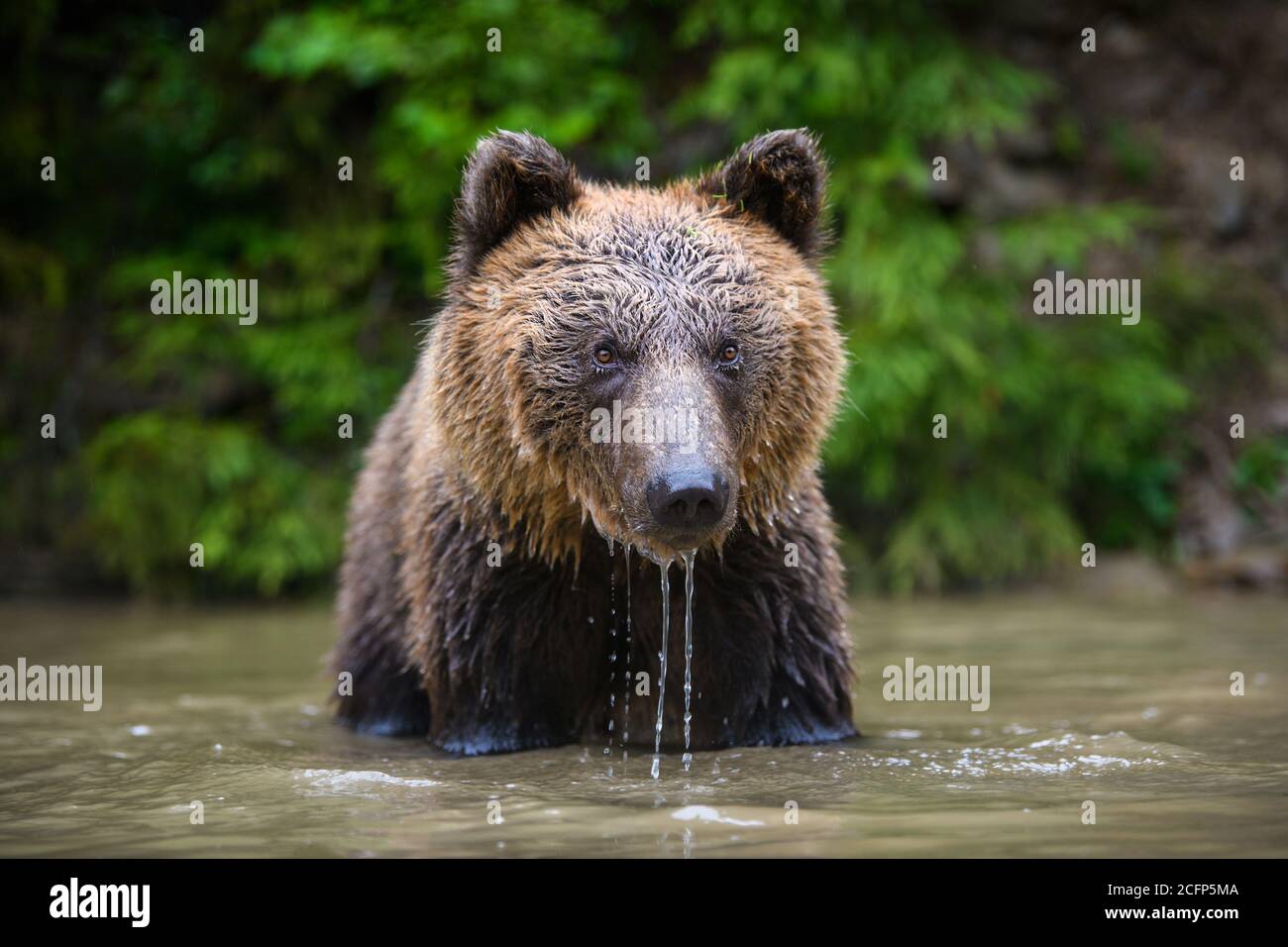 Wild adult Brown Bear (Ursus Arctos) in the water. Dangerous animal in nature. Wildlife scene Stock Photo