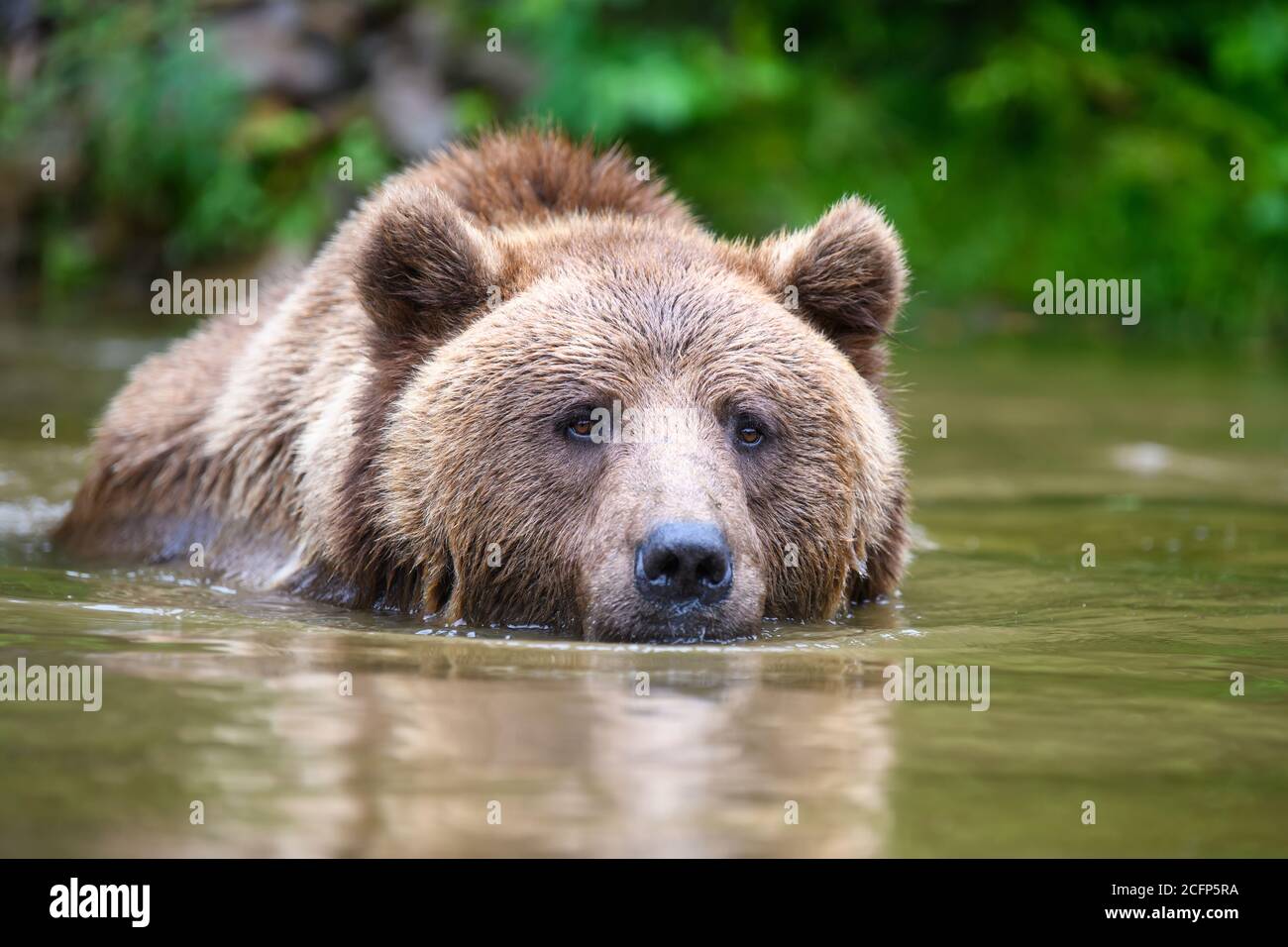 Wild adult Brown Bear (Ursus Arctos) in the water. Dangerous animal in nature. Wildlife scene Stock Photo