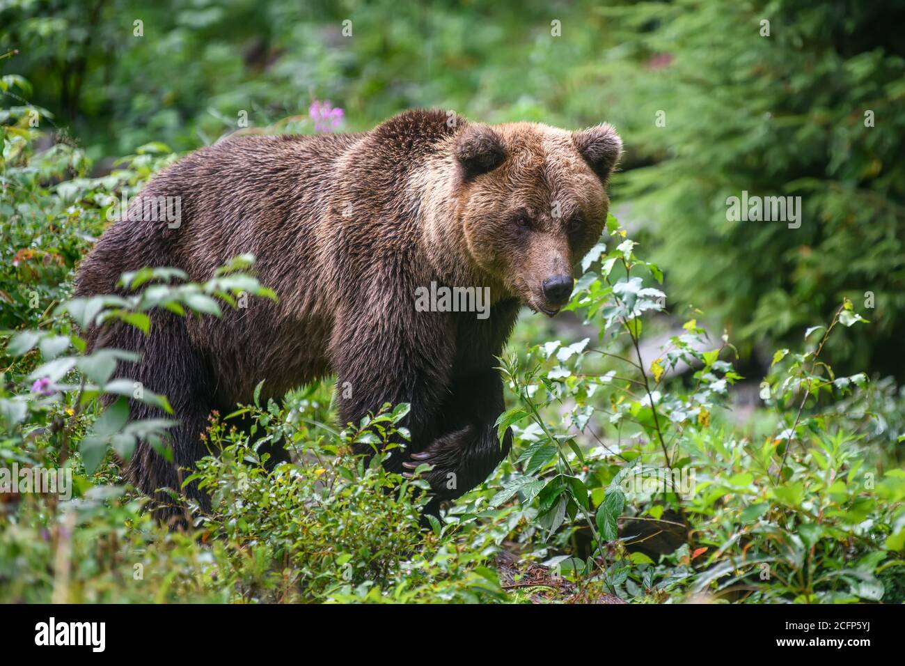 Wild adult Brown Bear ( Ursus Arctos ) in the summer forest. Dangerous animal in nature. Wildlife scene Stock Photo