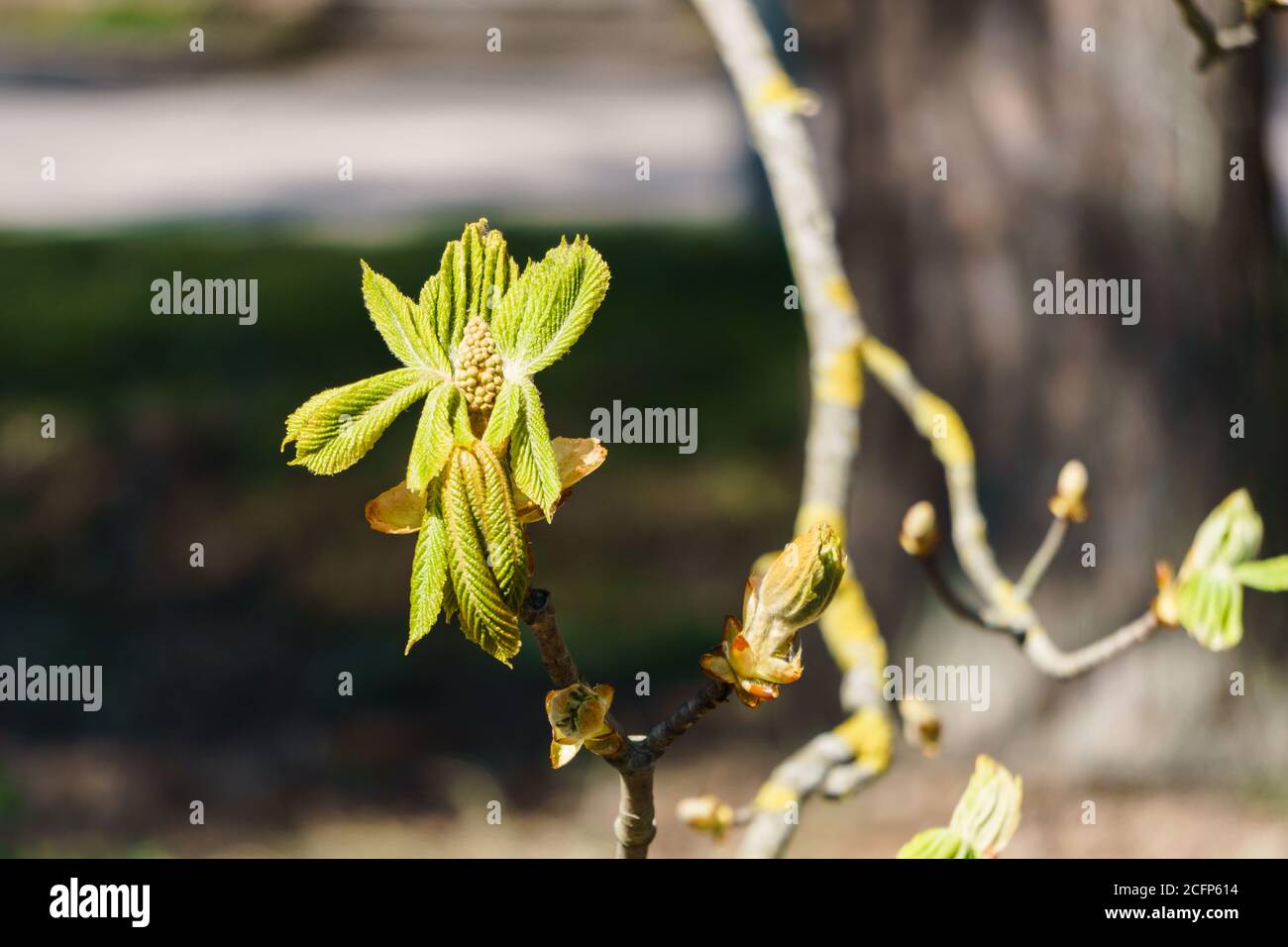 Blossoming leaves and buds of horse chestnut flowers in early spring ...