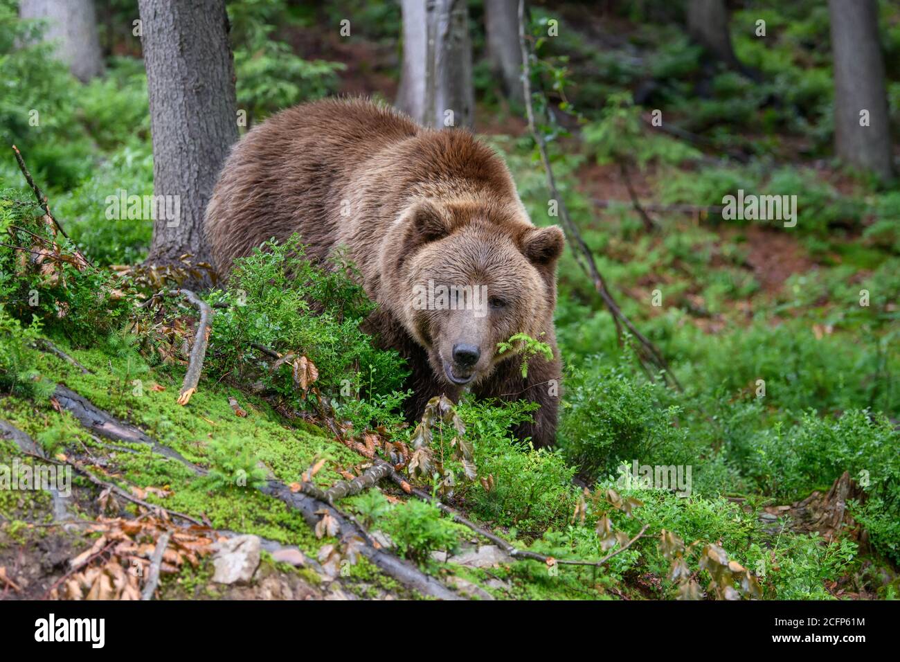 Wild adult Brown Bear ( Ursus Arctos ) in the summer forest. Dangerous animal in nature. Wildlife scene Stock Photo