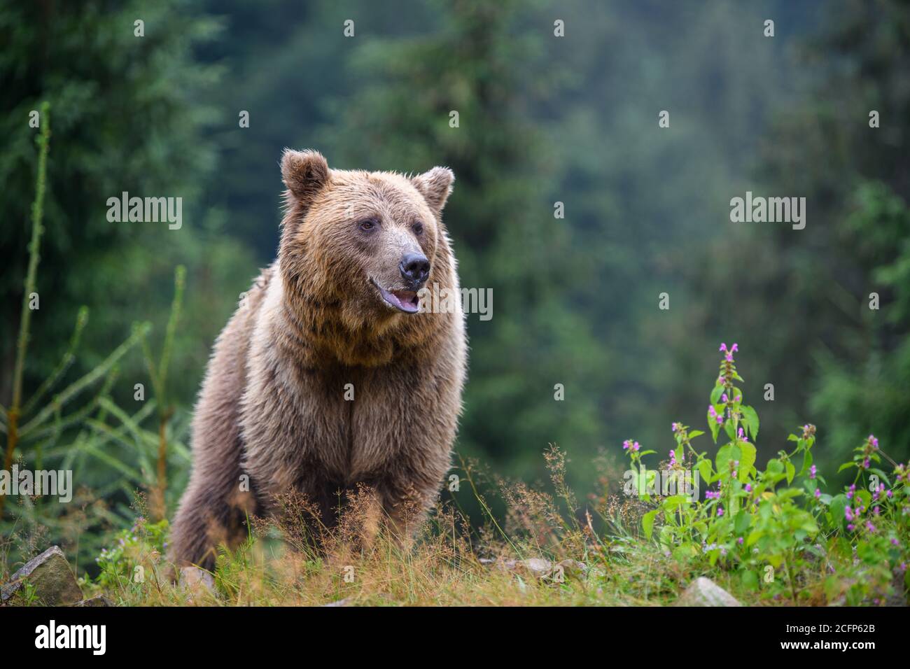 Wild adult Brown Bear (Ursus Arctos) in the mountain summer forest Stock Photo