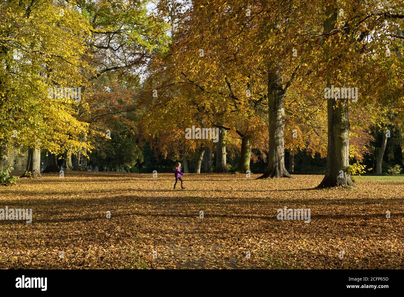 Path with Autumn trees and fallen leaves, Abington Park, Northampton, UK Stock Photo