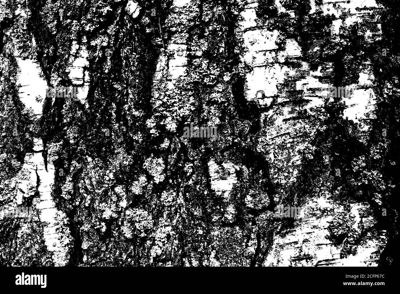 Black and white high contrast wooden texture, close up view of birch bark Stock Photo