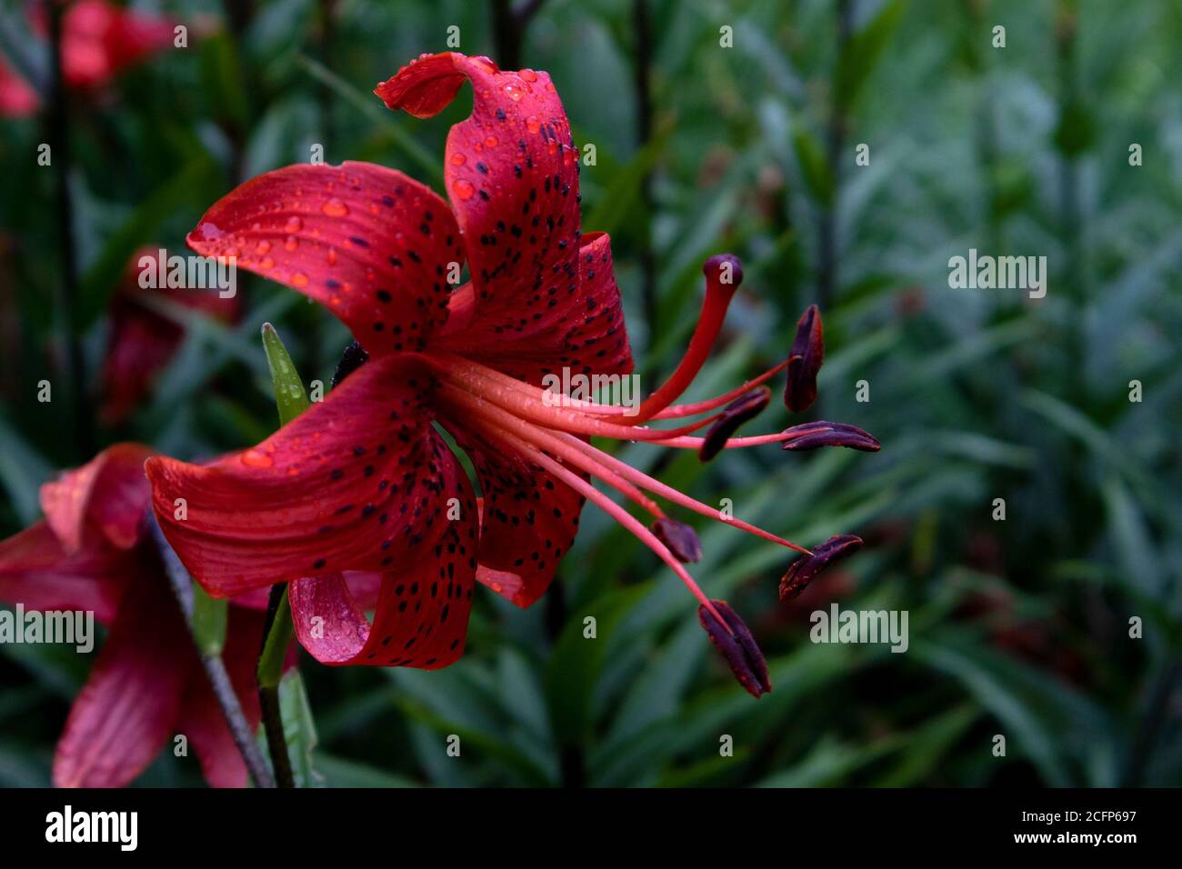 Gorgeous beautiful flower of red lilly with black specks and long stamens against green foliage Stock Photo