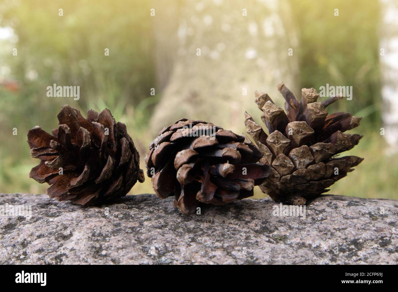 Three fallen opened ripe pine cones lying on the granite boulder against blurred background Stock Photo