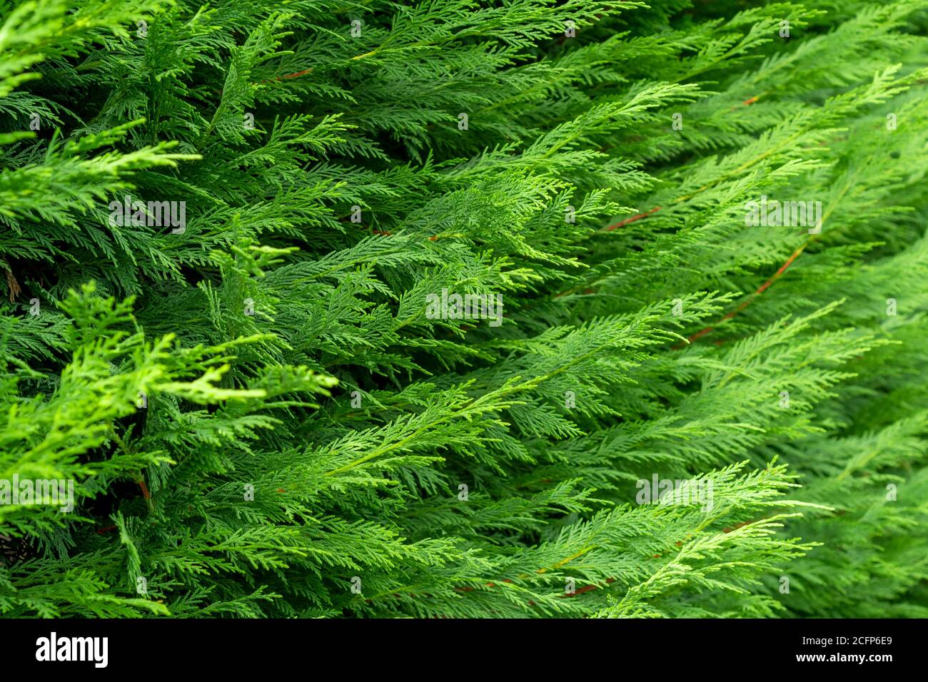 Beautiful green foliage on a thuja branch. Hedge. Blurred background. Selective focus. Cedar in a landscaped garden. Stock Photo