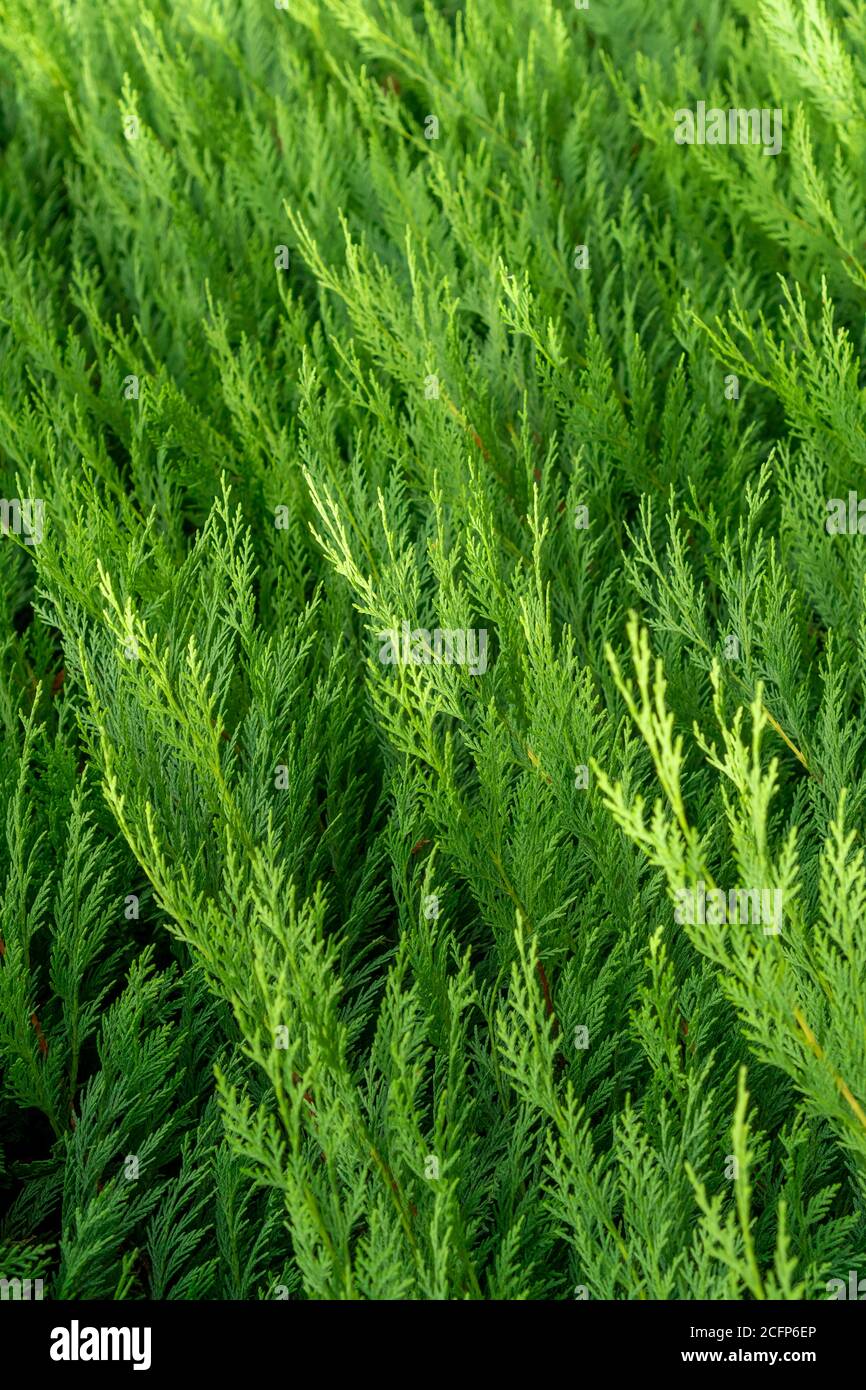 Beautiful green foliage on a thuja branch. Hedge. Blurred background. Selective focus. Cedar in a landscaped garden. Stock Photo